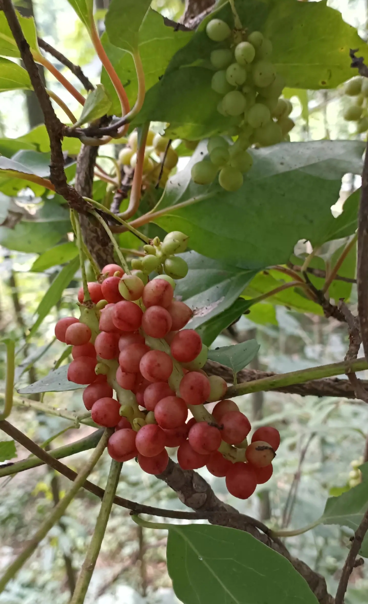 现在能够在山上遇到成熟的野葡萄,也算是个奇迹,能够遇到一次也全凭