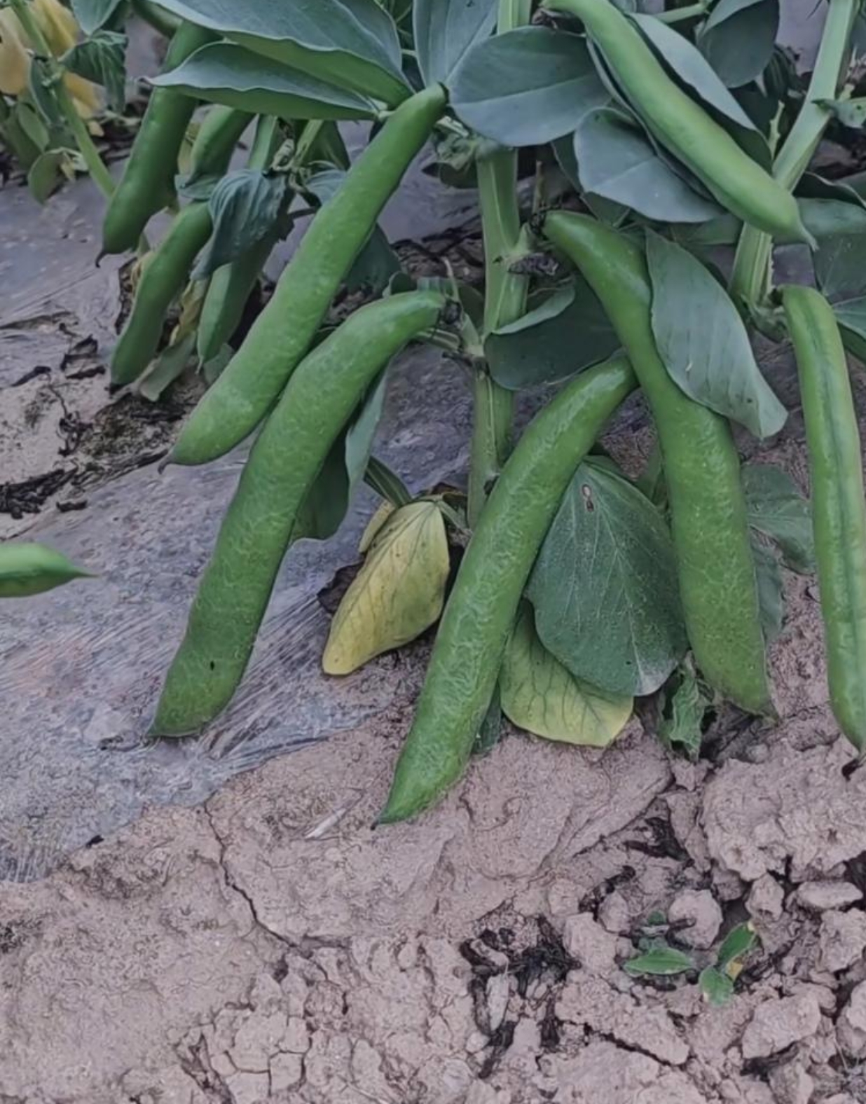 这地里种的是什么植物,看起来很像是豌豆之类的植物