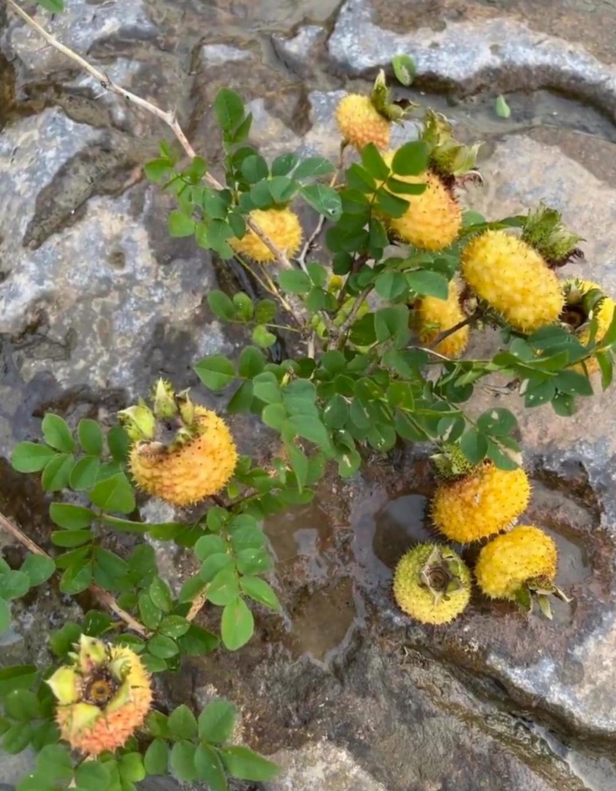 没想到在石头缝里面竟然长出一株刺梨树,这东西据说吃了对人身体有