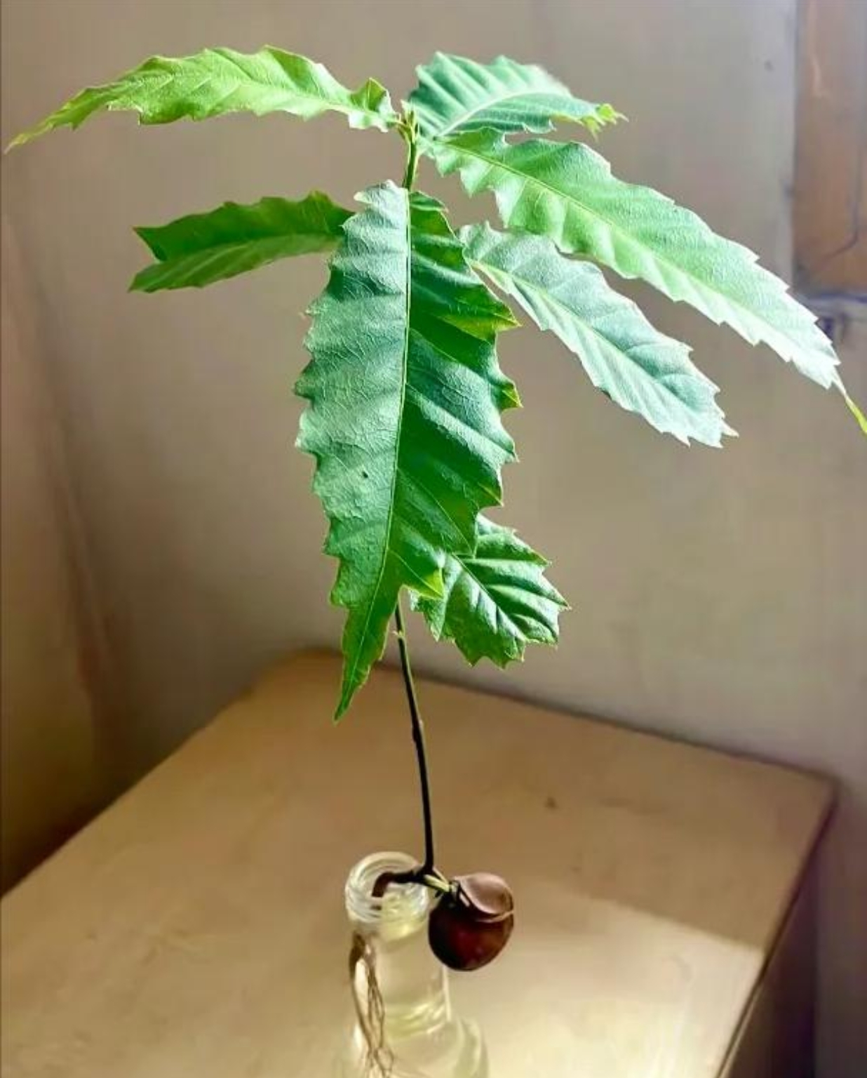 见过板栗发芽长成一颗小树苗后的样子吗?