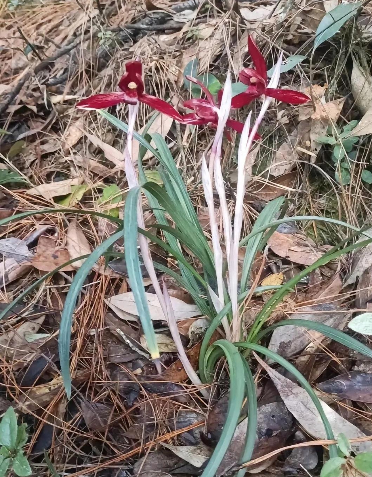 毛草兰开花图片图片