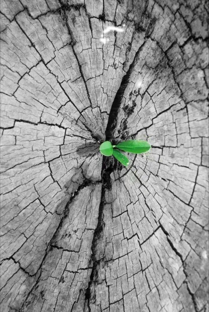 看到这跟枯木树桩,竟然能从中间又长出新的绿芽出来.