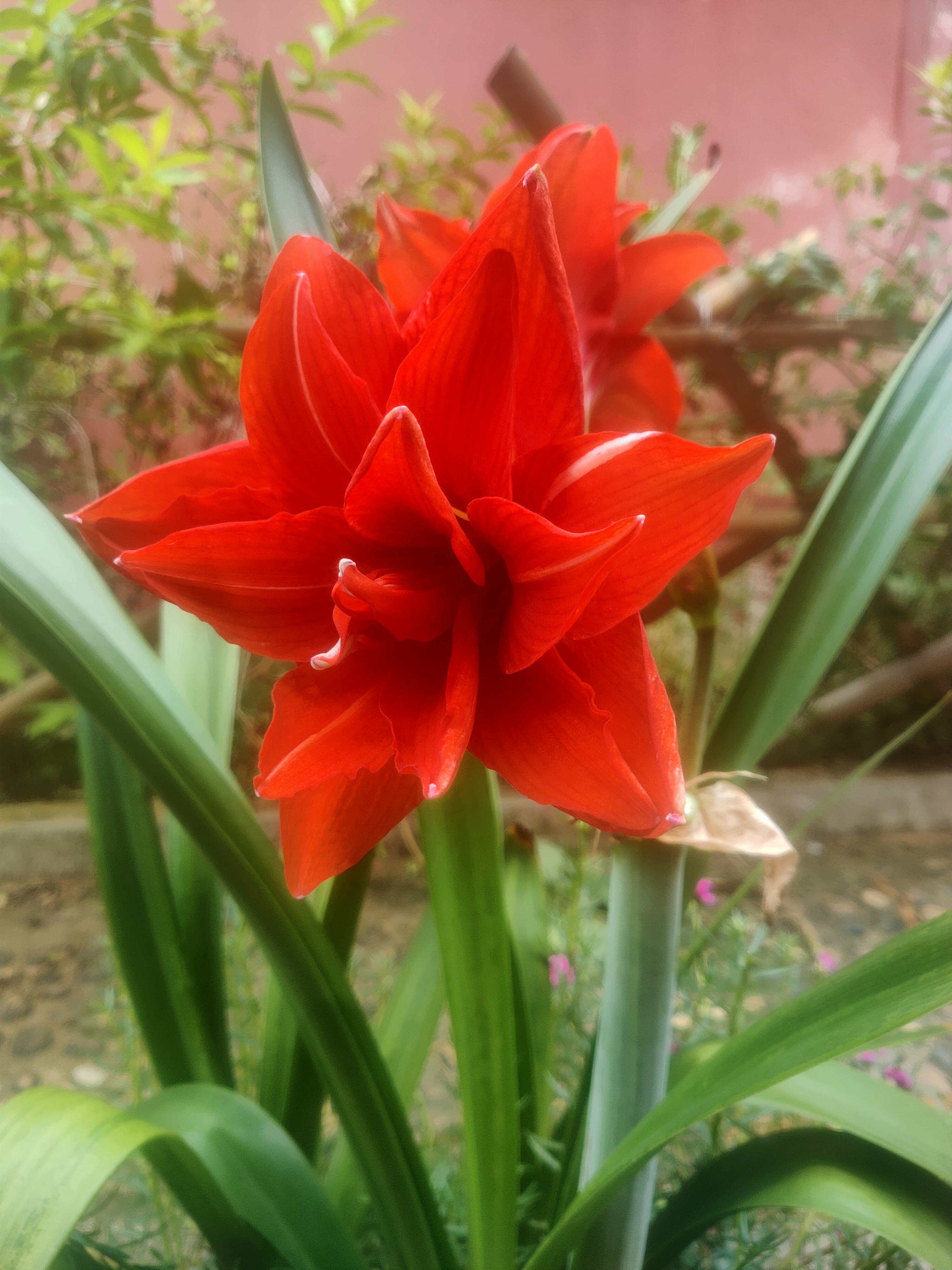 朱顶红双美味开花了