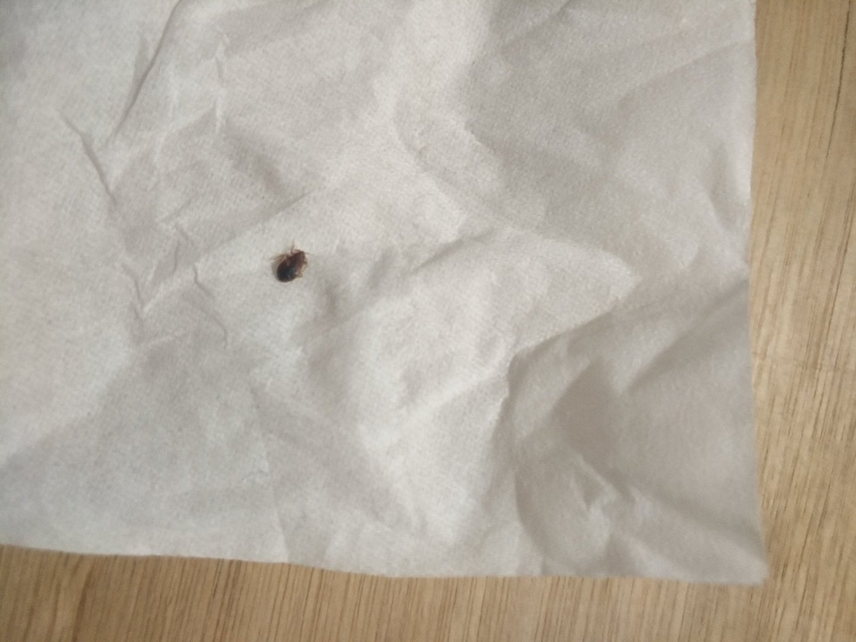 有那位朋友认识这种虫,喜欢躲在床板,席子底下,晚上