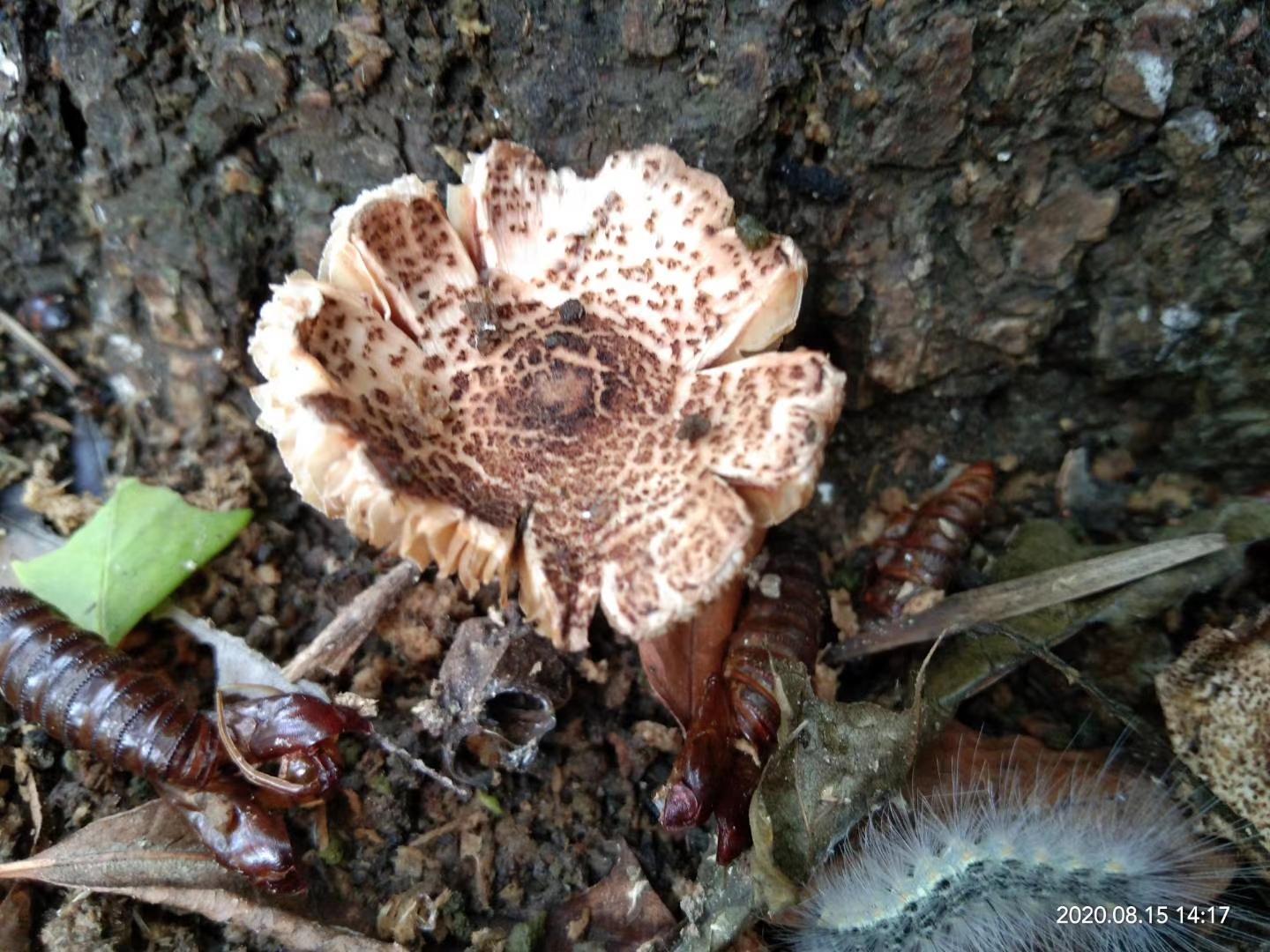 喜欢采食野生菌的朋友请注意,东营发现极毒蘑菇 肉褐鳞环柄菇lepiota