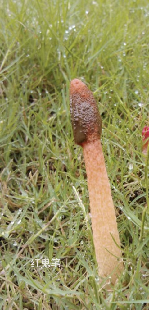 菌盖部分圆锥状,与柄无明显界限,表面平滑或有疣状