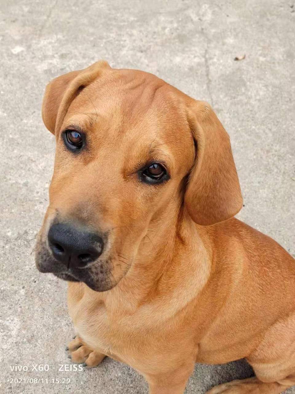 出售出售四个月的小母日本土佐犬