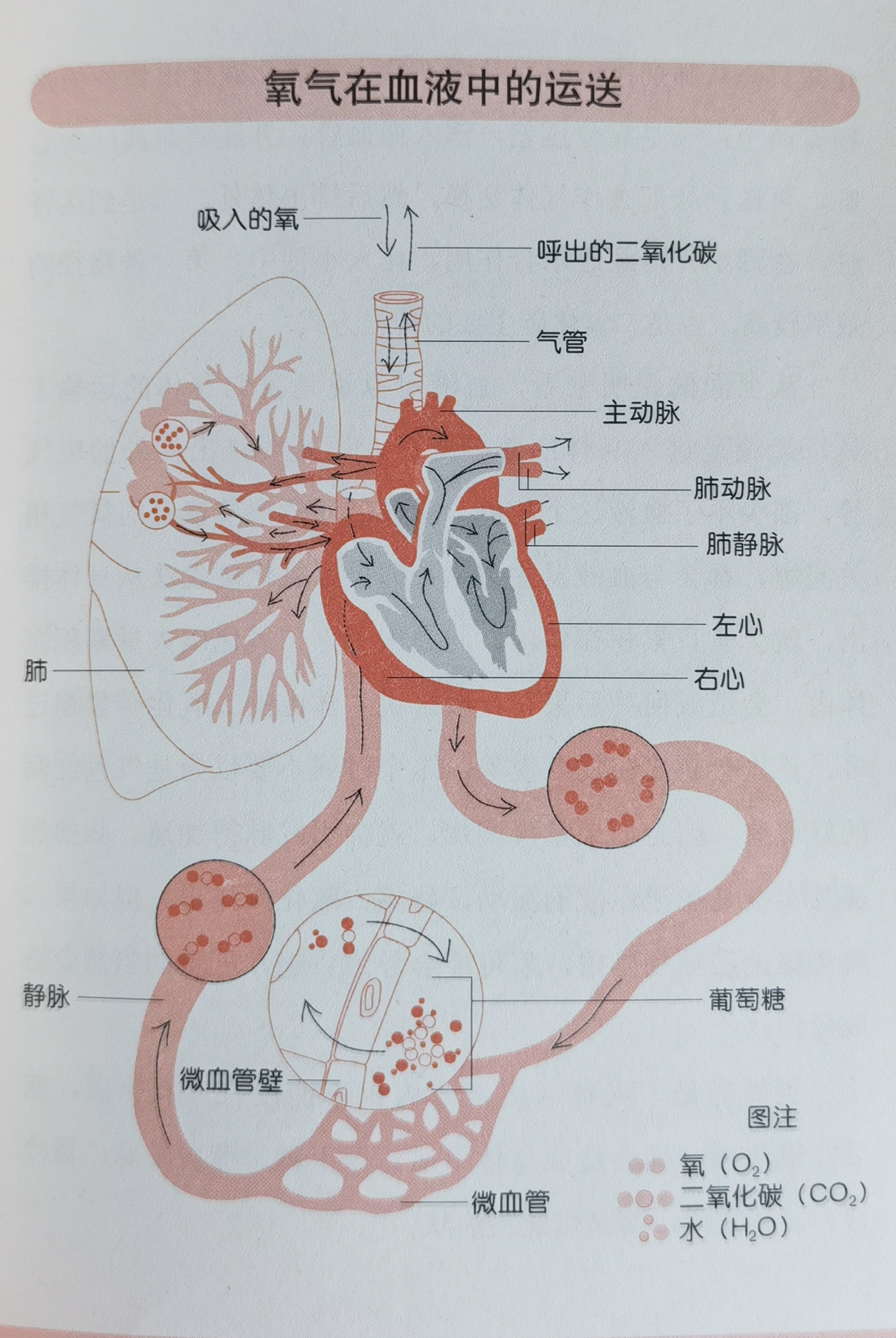 氧气的结构式示意图图片