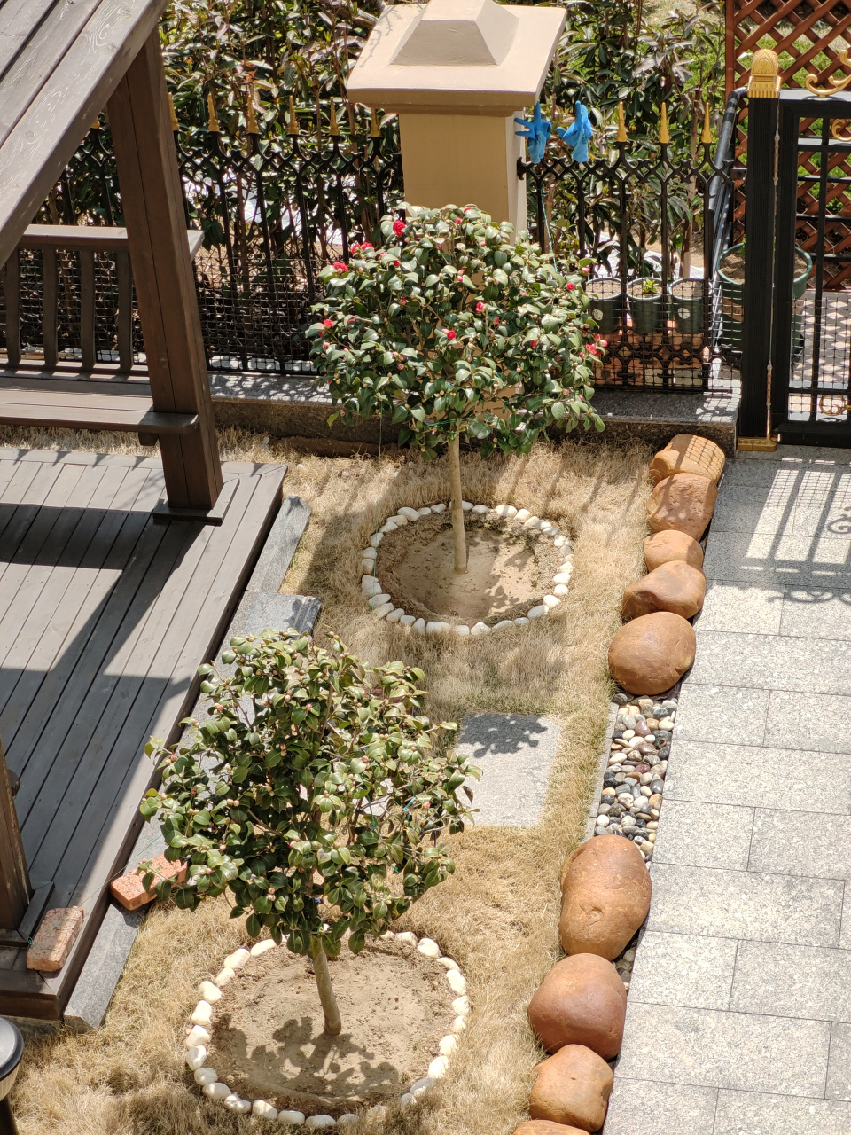 小朱红茶花已经含苞待放,跃跃欲试,蠢蠢欲动,蓄势待发^o