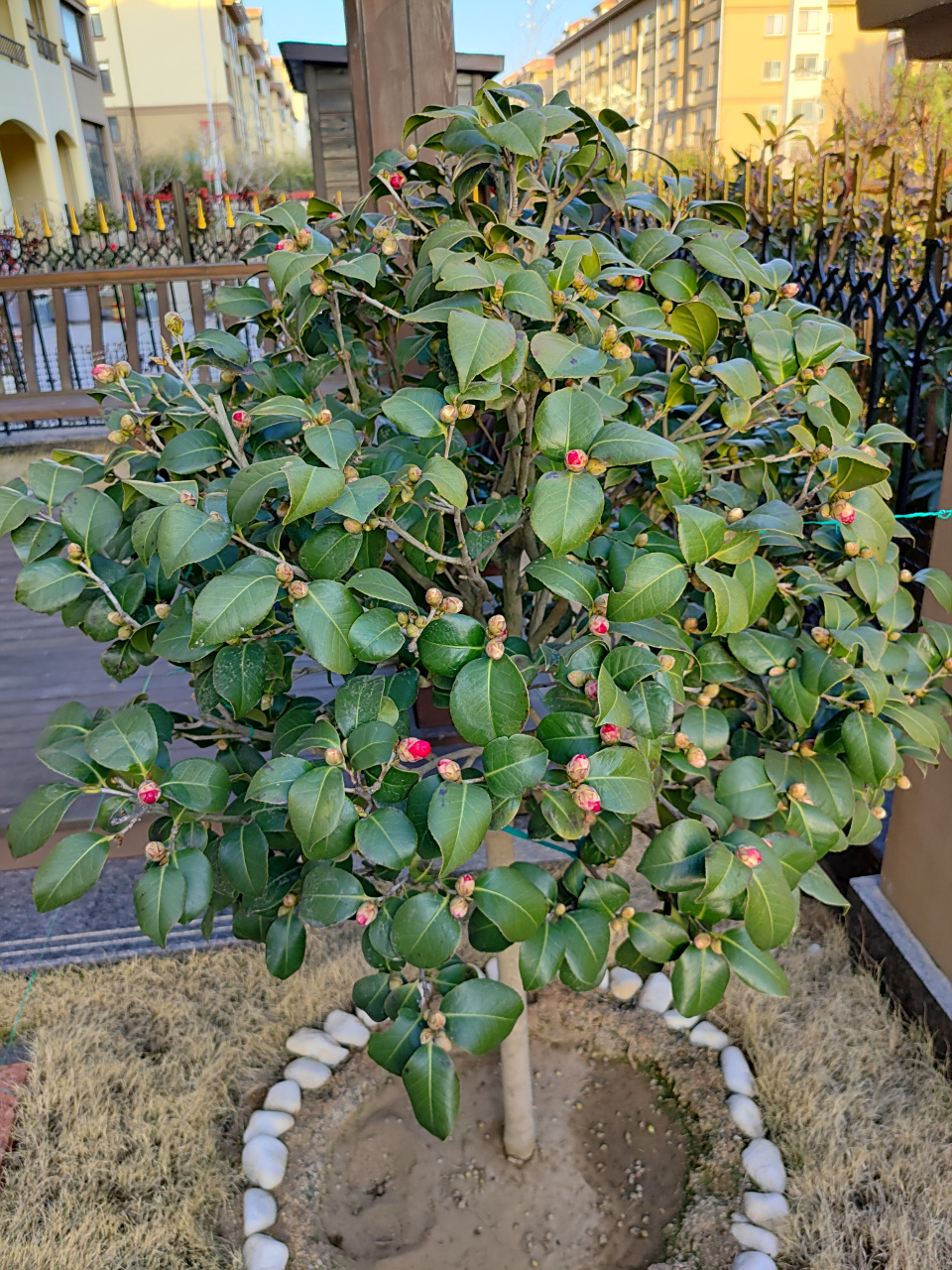 小朱红茶花已经含苞待放,跃跃欲试,蠢蠢欲动,蓄势待发^o