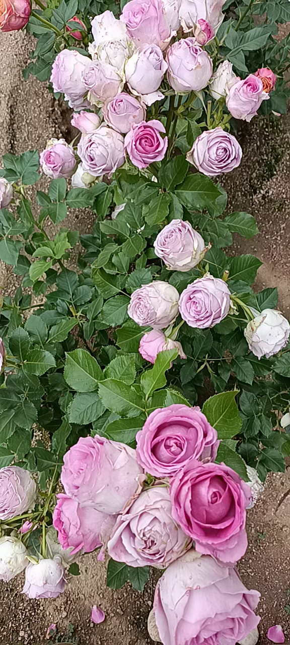 薰衣草蕾丝,据说是最难养的月季花之一,超多头爆花,但花朵往往很难