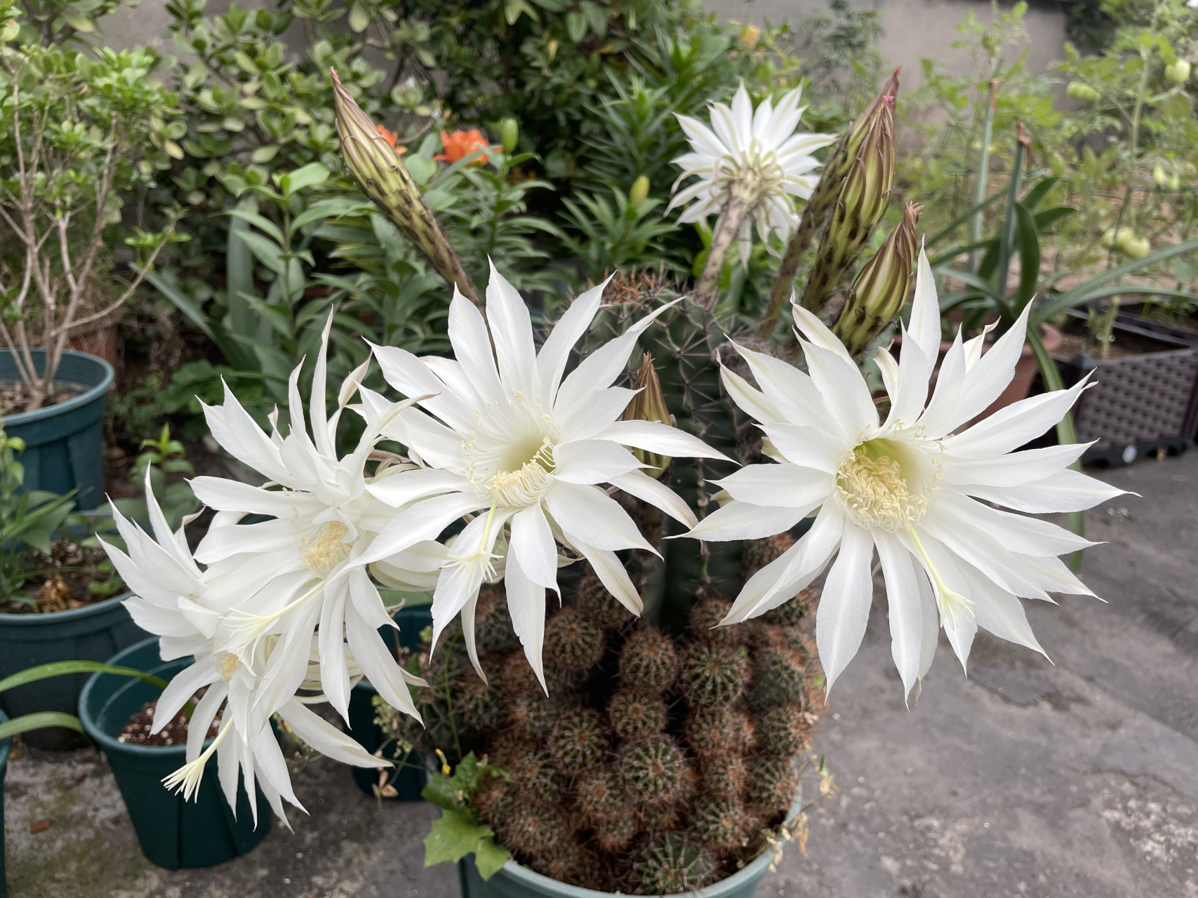 这是仙人球,花友说名字叫:白花草球.