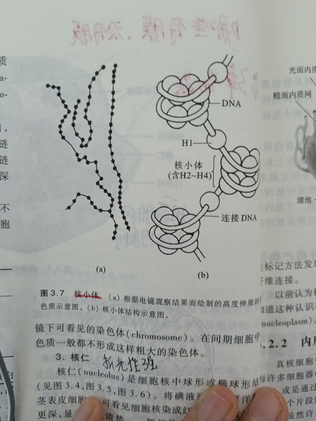 苏木素染色步骤图片