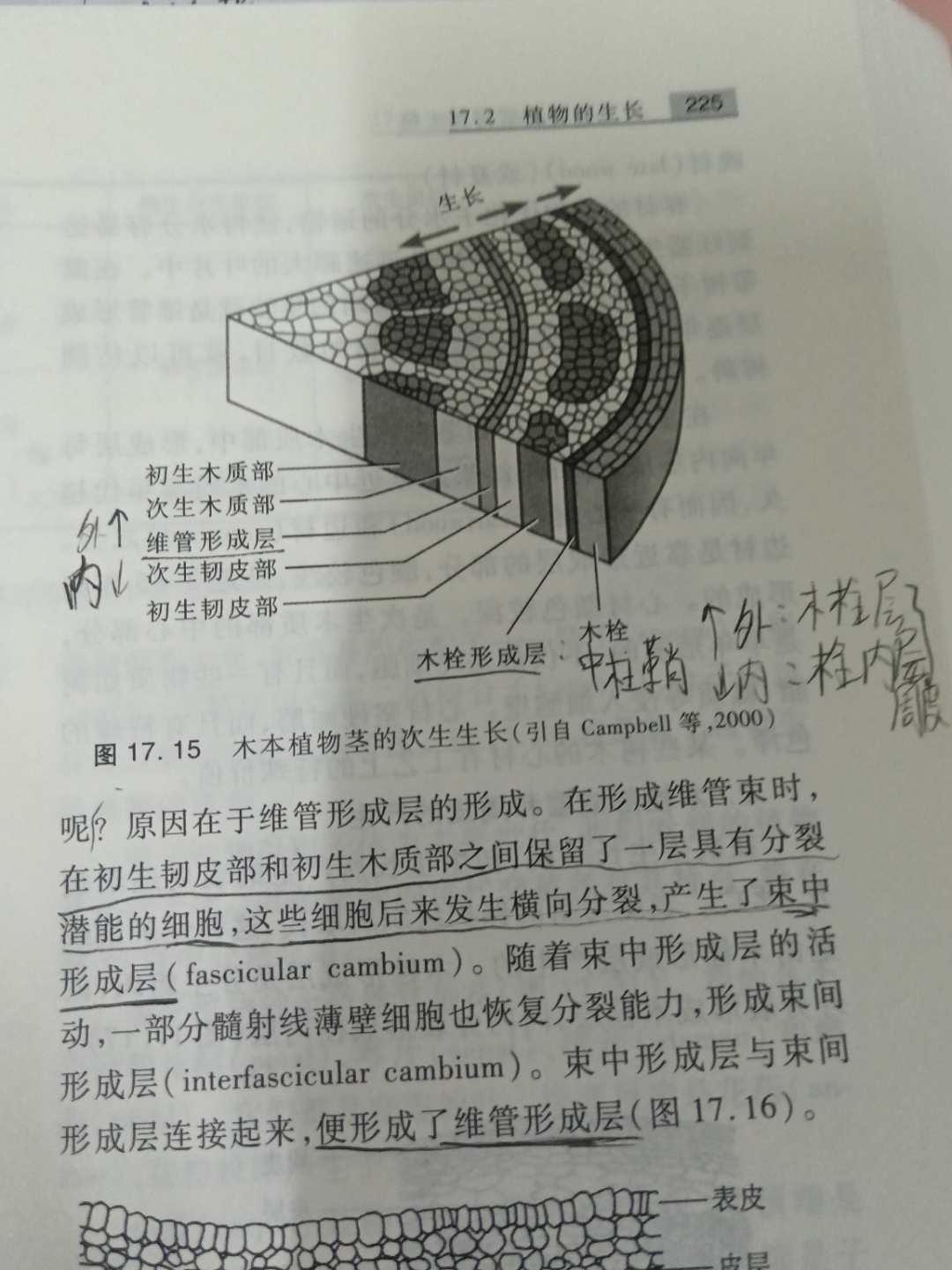 双子叶茎的次生结构图片