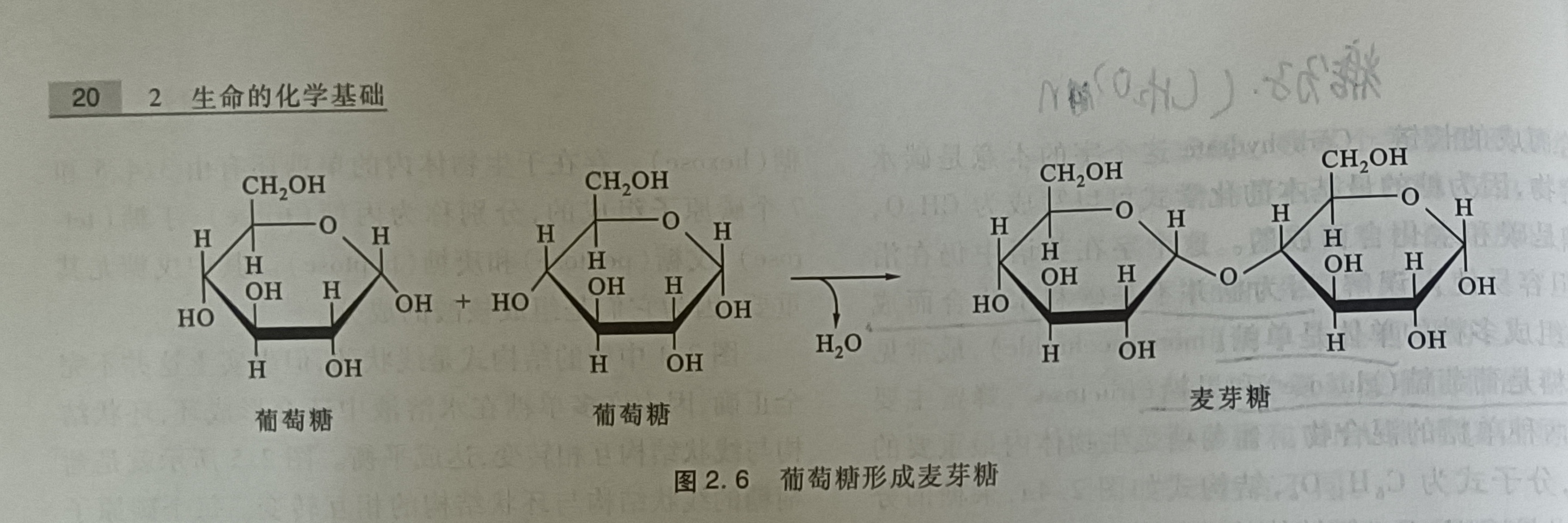 糖类是指一大类化合物,从最简单的糖到很大的多糖