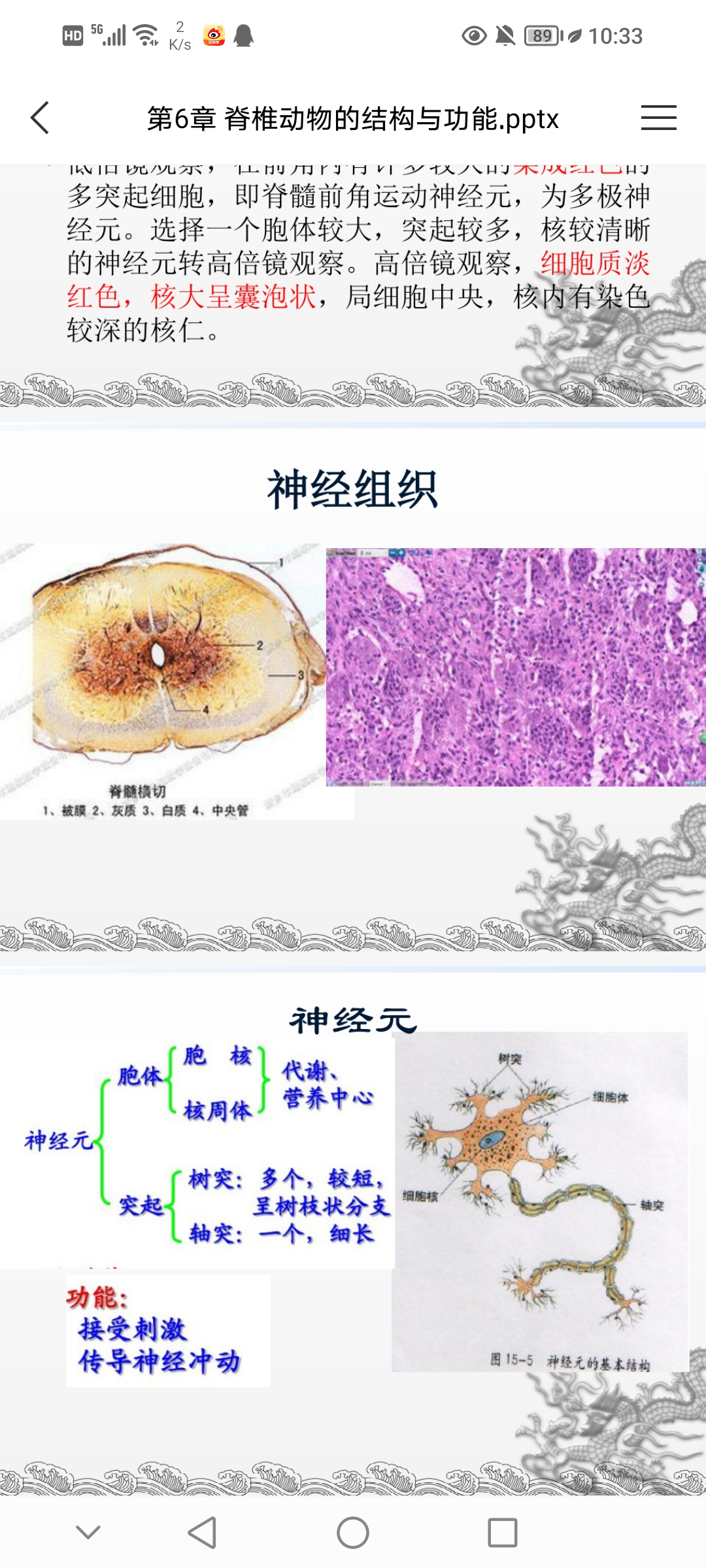 胞体树突轴突图片