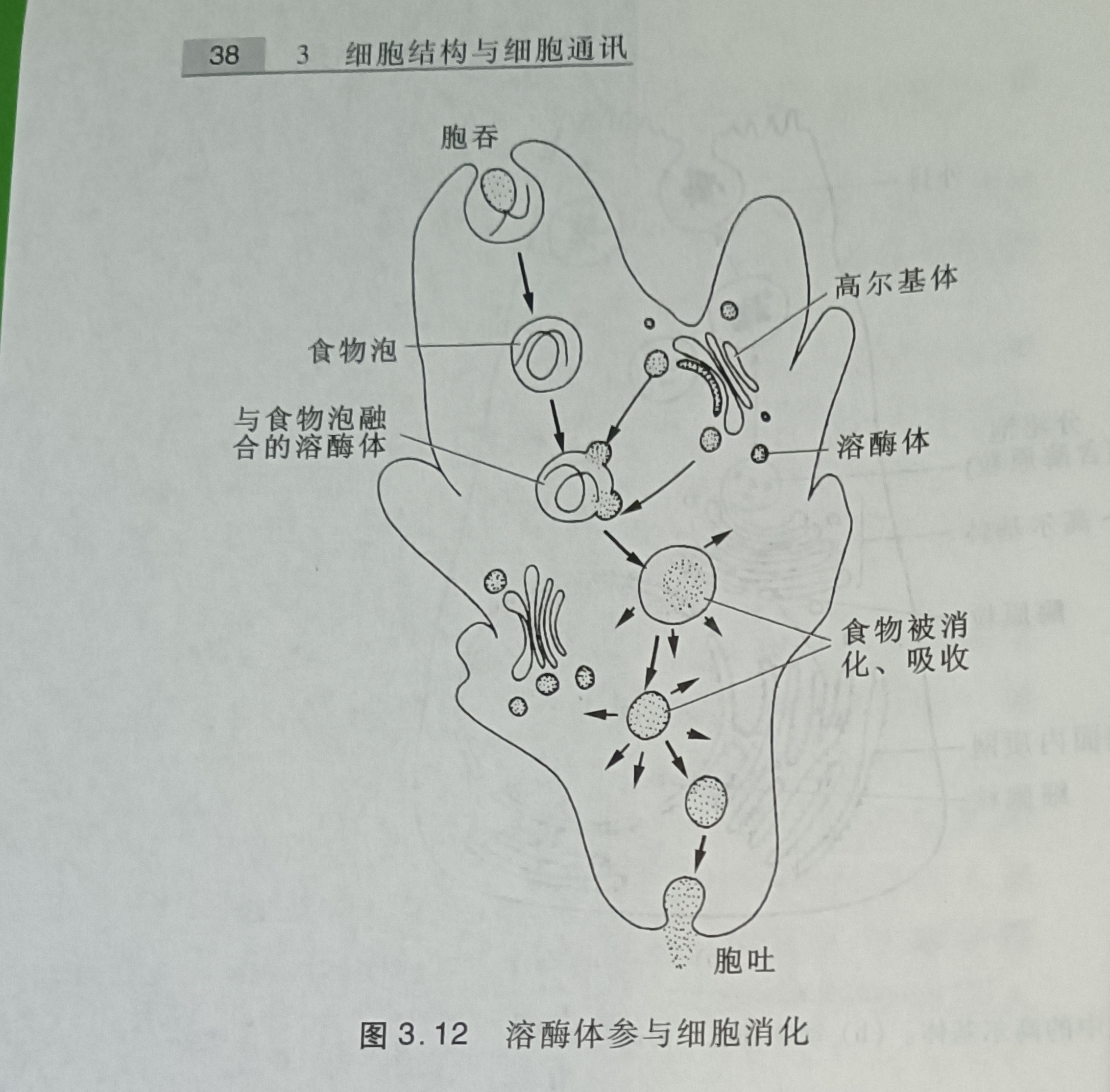 溶酶体图片 手绘图图片