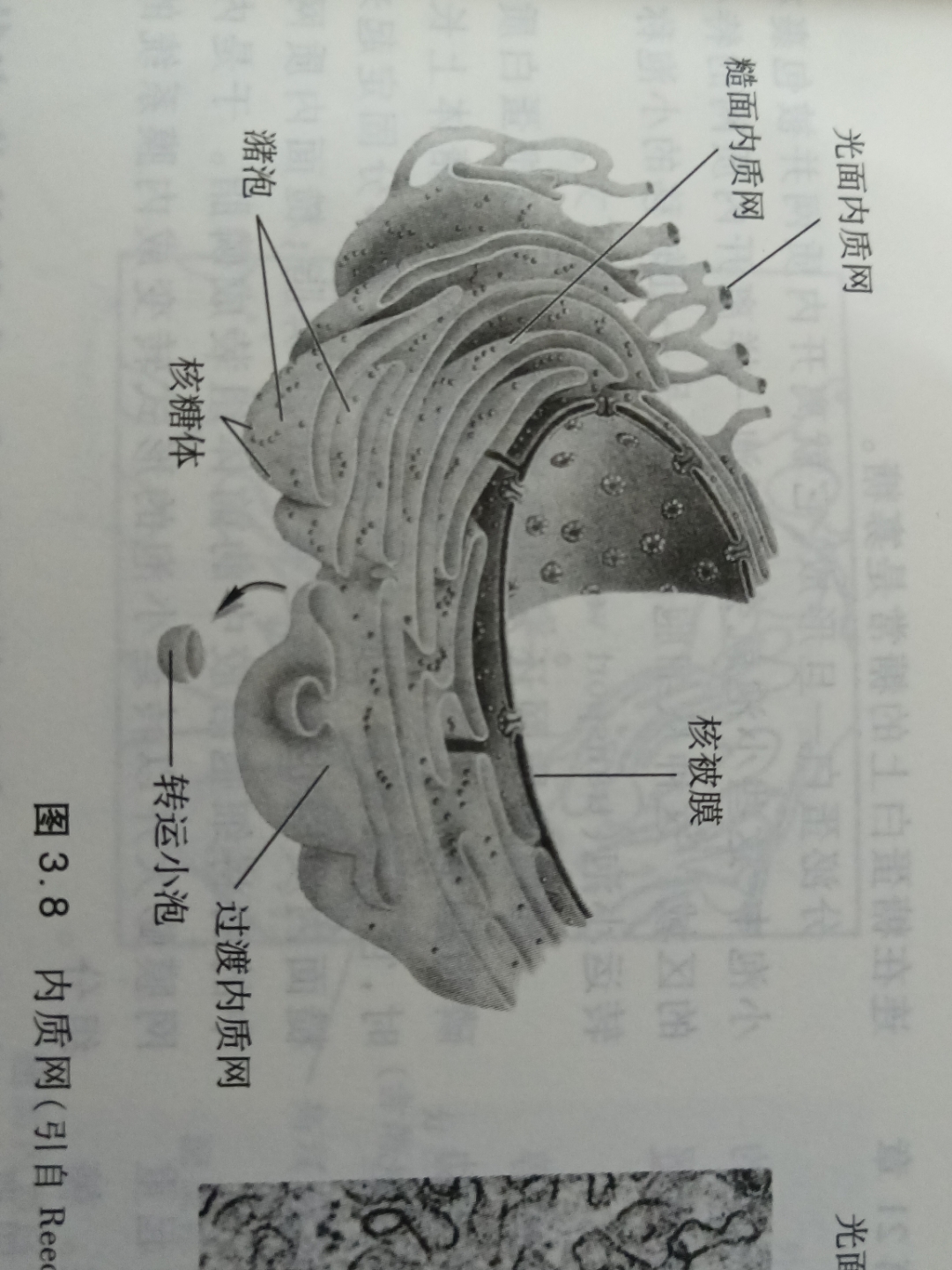 生物   知识校园   期末考试   内质网与核糖体 ①内质网 是由膜组成