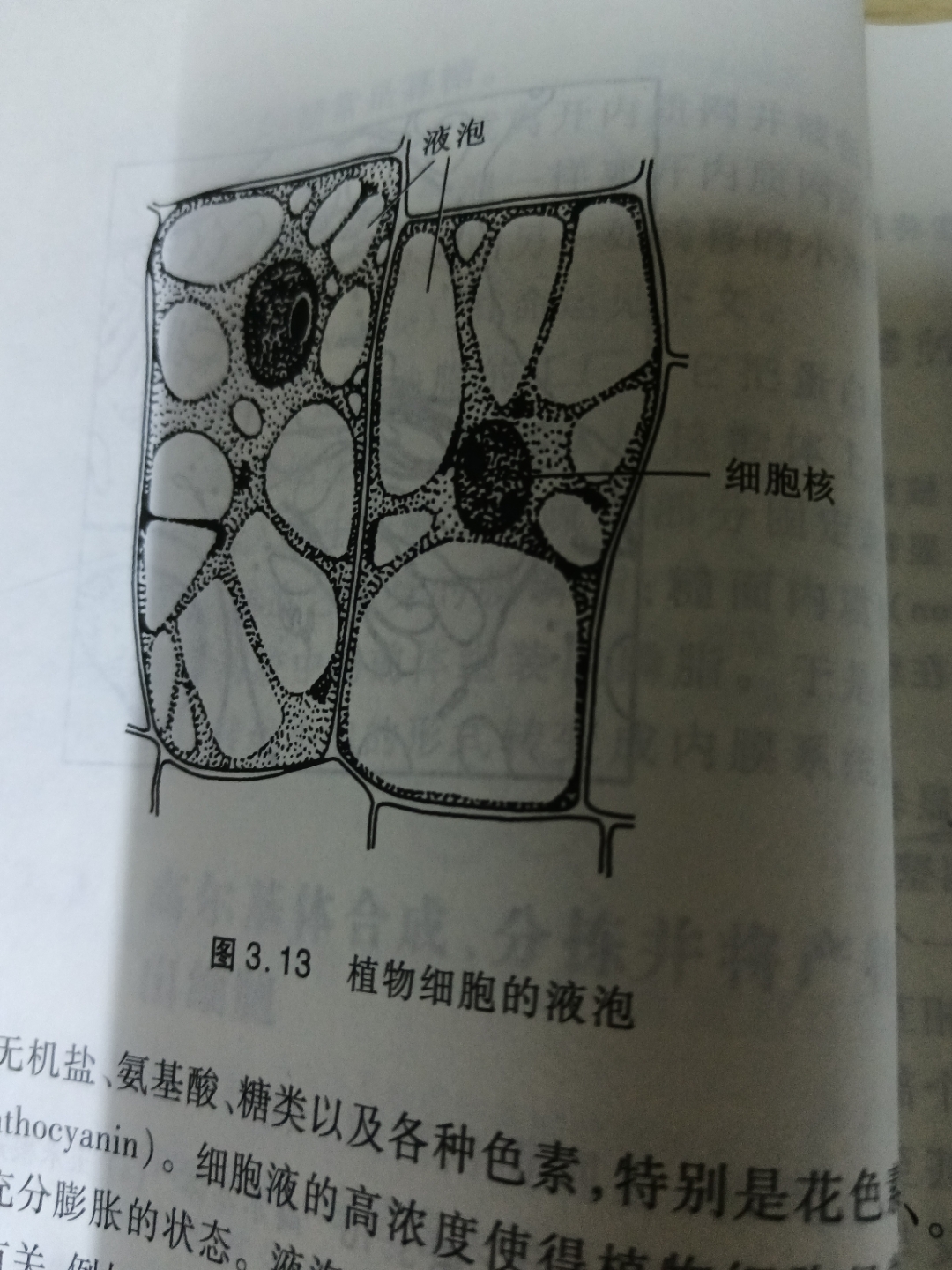 动物细胞有液泡吗图片