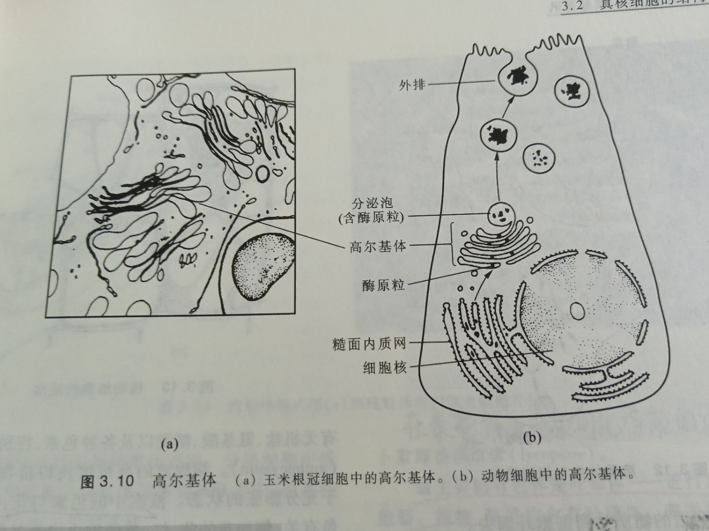 内质网简图高尔基体图片