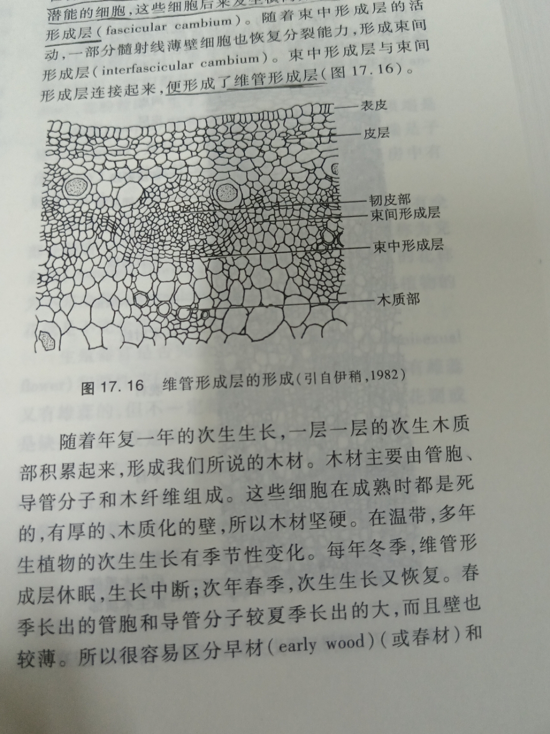 双子叶茎的次生结构图片