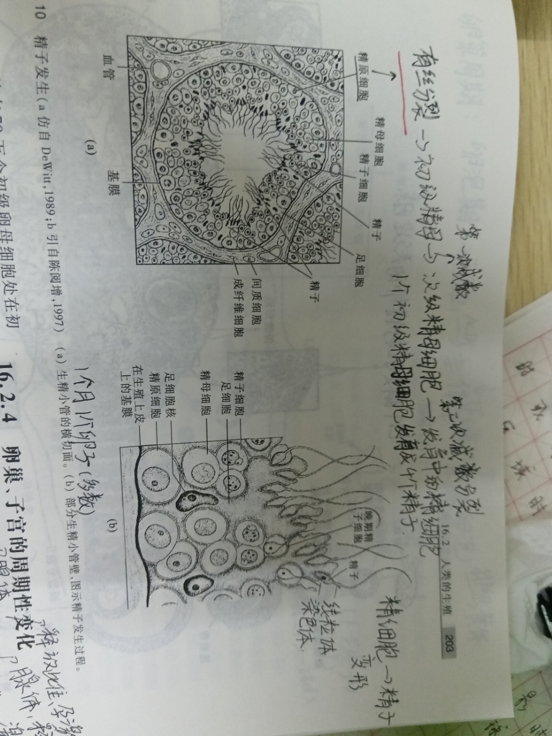 精子发生(spermatogenesis )  生精小管内壁上的精原细胞经过几次分裂