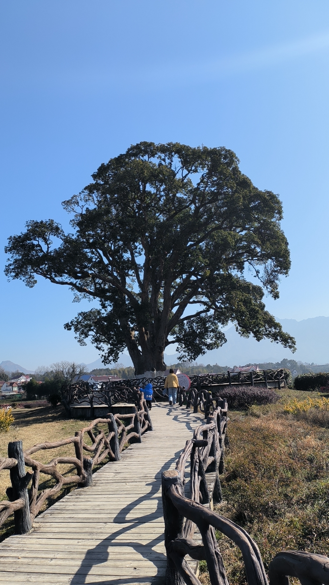 大别山情侣树公园,见证千年爱情传说,木制标志牌诉说浪漫故事.