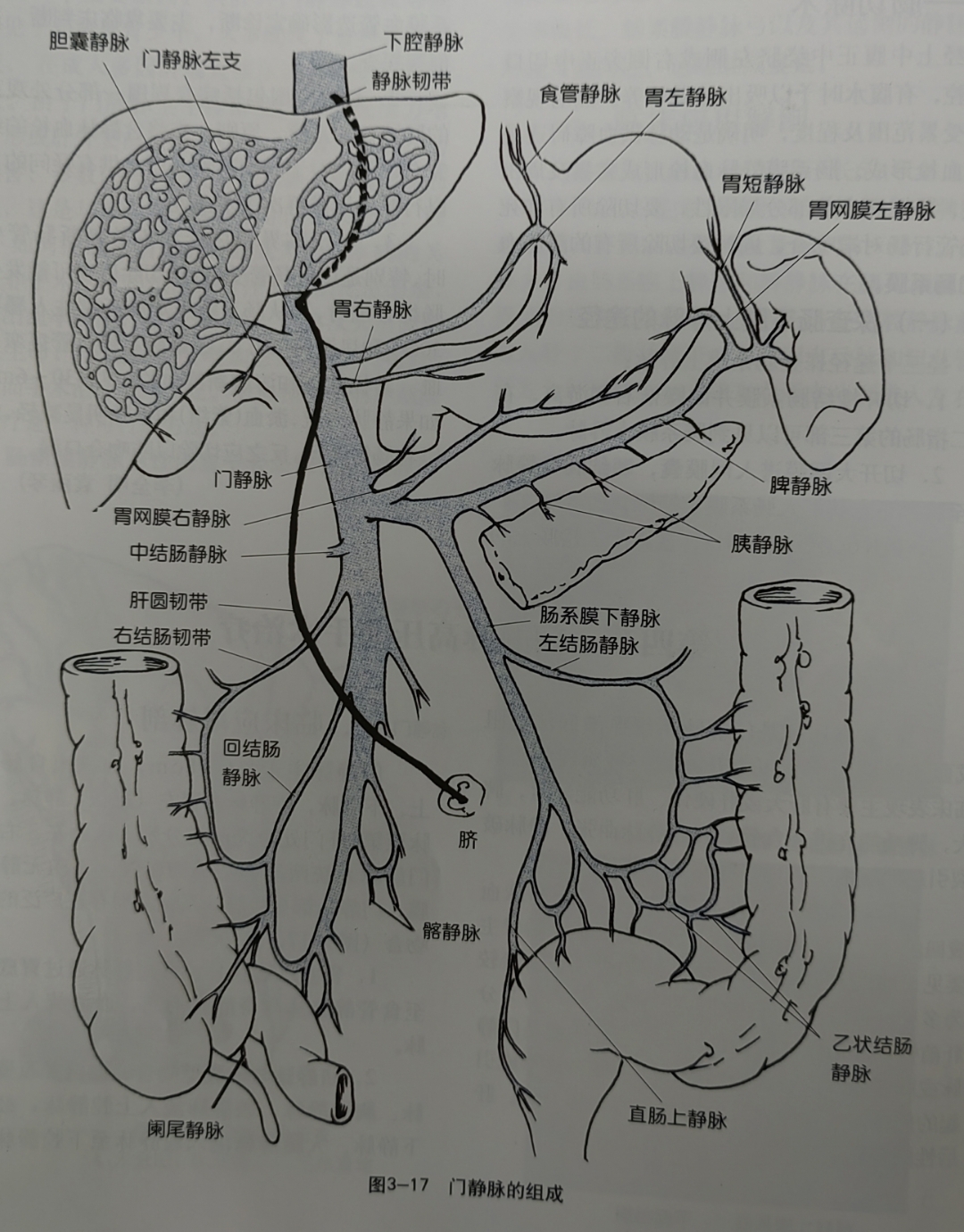 门静脉的组成