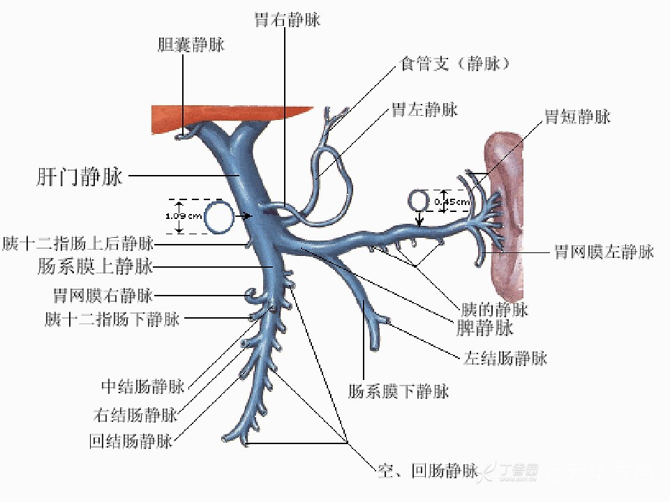 胃部血管解剖图详细图图片