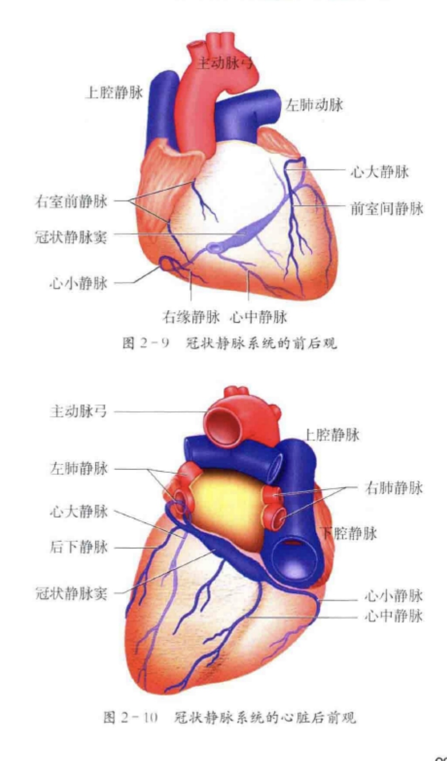 冠脉血管解剖图和分段图片