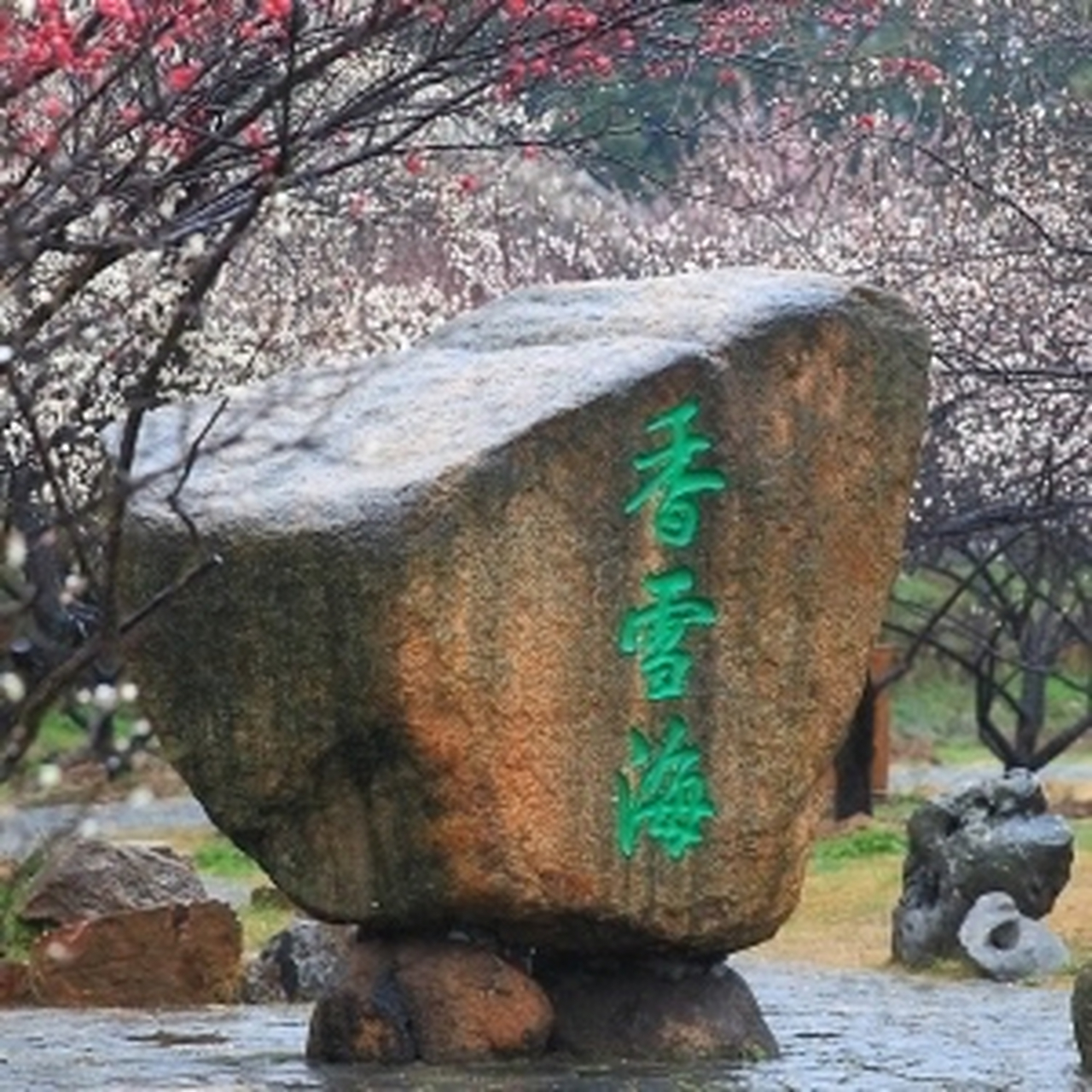 独钟美文吴信宏 苏州光福香雪海是著名的赏梅胜地