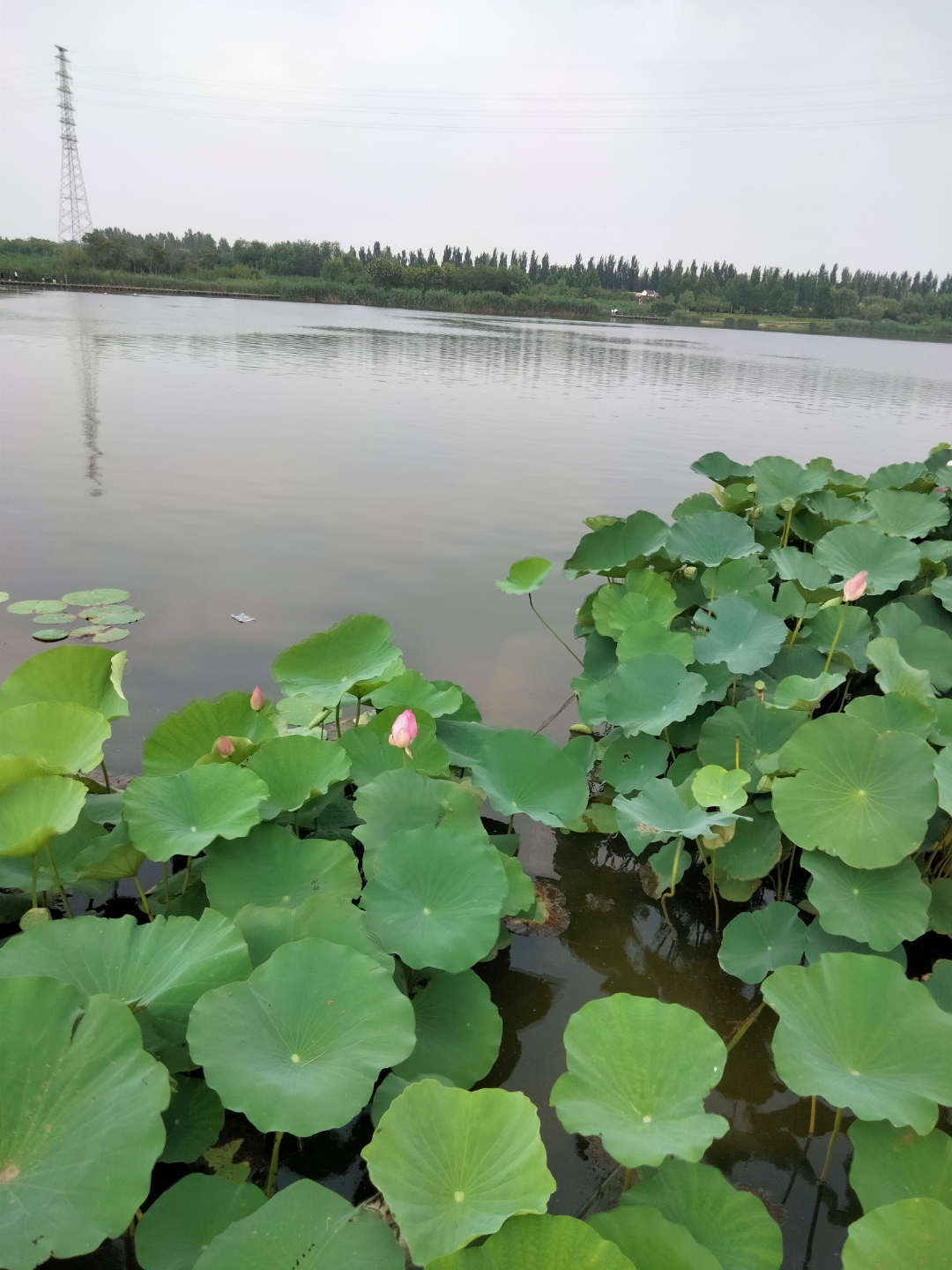 永年洺湖公园,周末 暑假去走走,放松一下心情