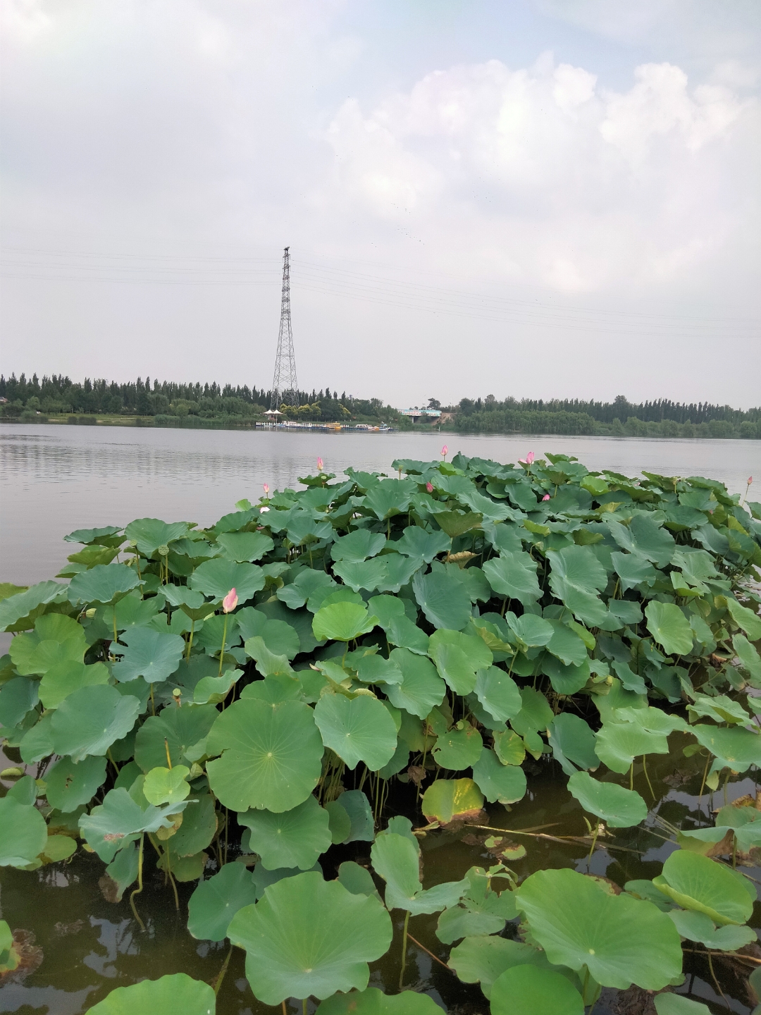 永年洺湖公园,周末 暑假去走走,放松一下心情