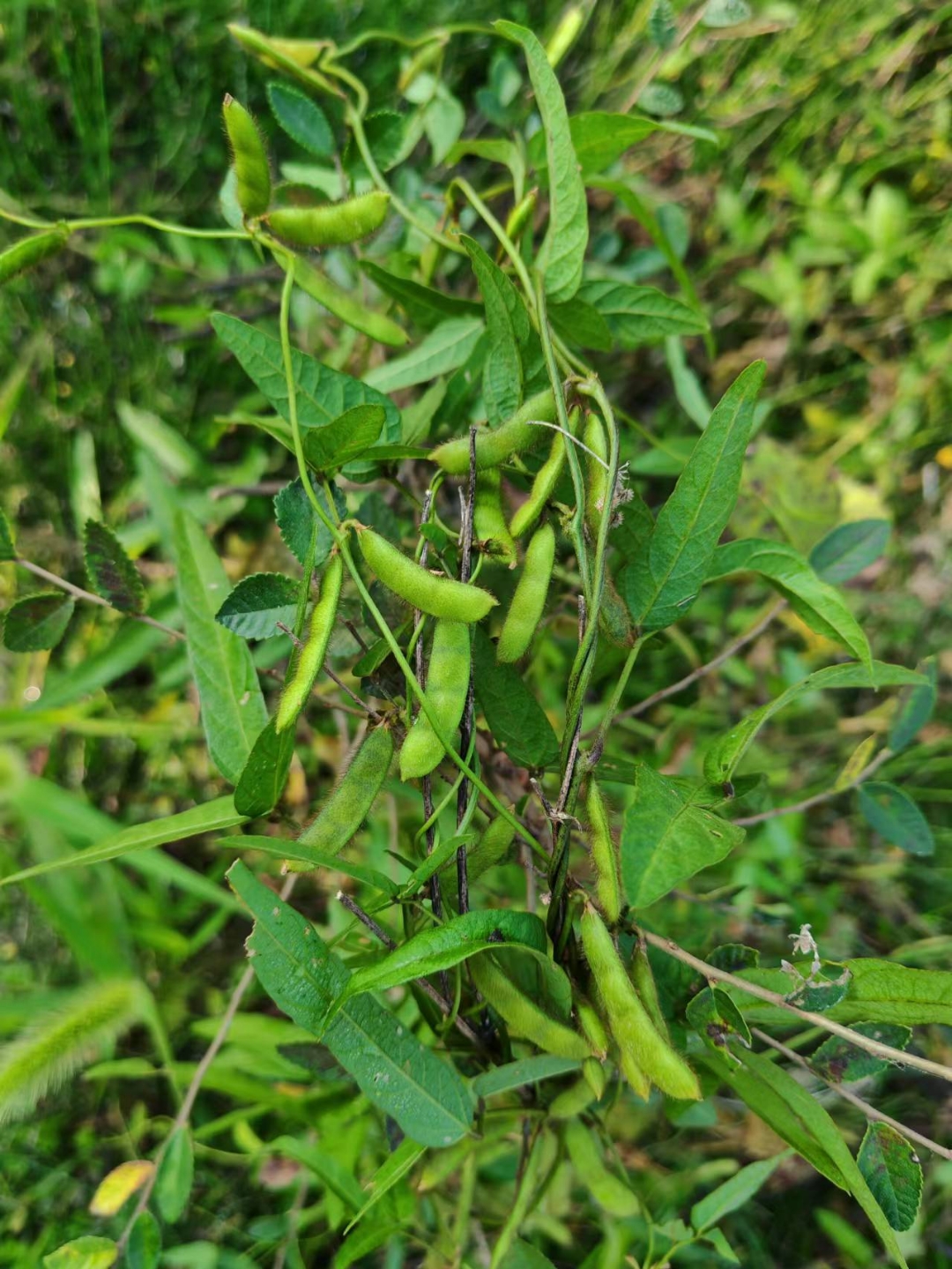 野生,藤本,大约有50夹左右,有