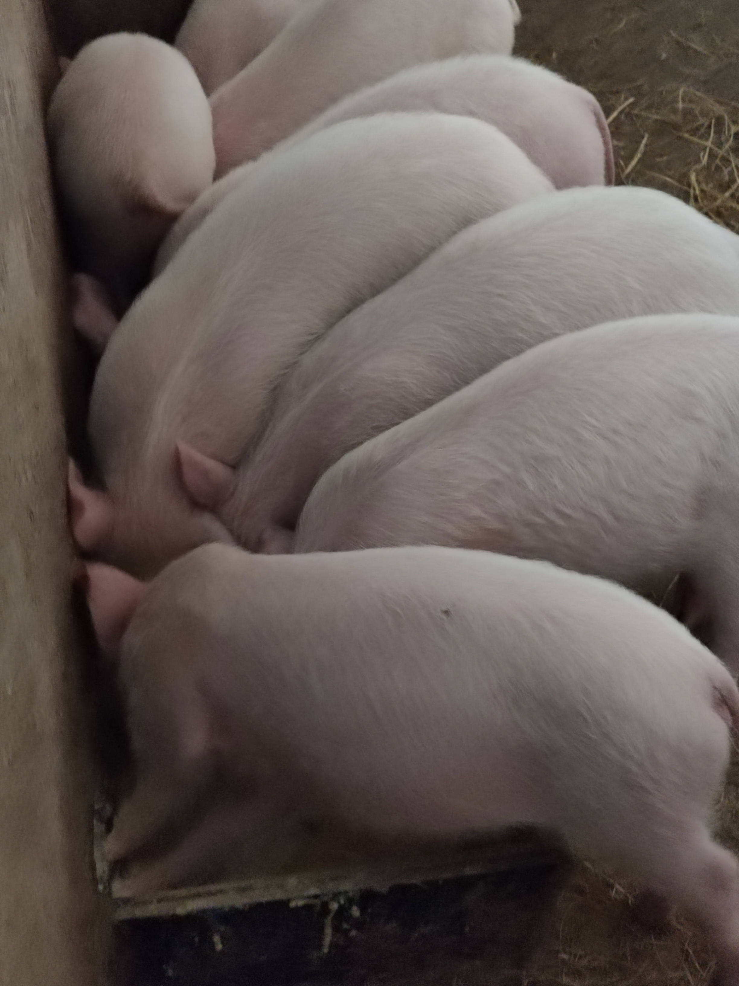 农村自己养的母猪产下九只小猪崽,很健康,哼哼的叫声,是饿了吧!