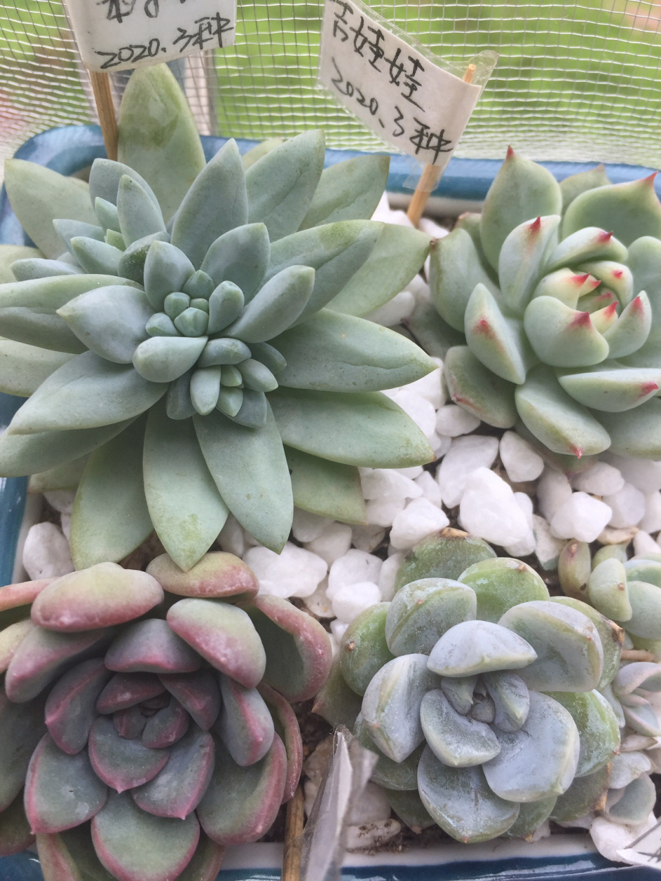乙女心前一天喷药,第二天就掉叶子,旁边的红浆果长得好好的[抠鼻 2.