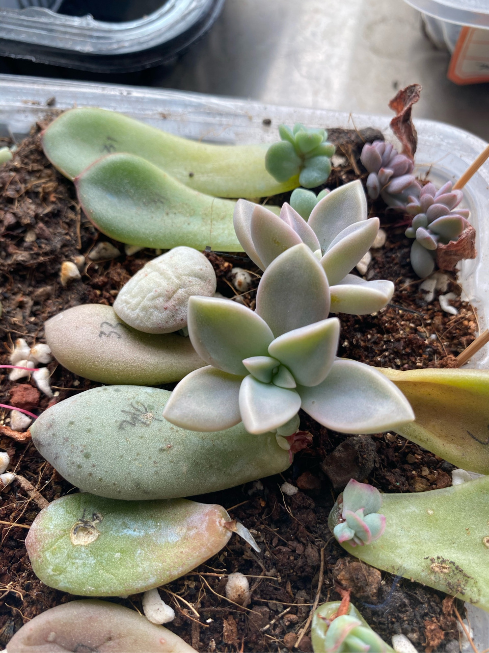 图一叫韩彩莲,怎么看都像是胧月[左捂脸]  图二叫紫霞仙子,确定不是紫