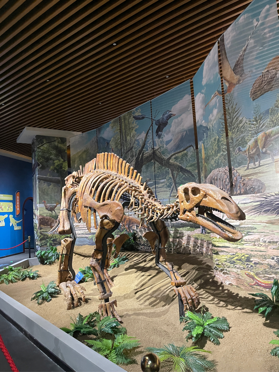 看古生物标本,化石不用跑沈师去看了,沈阳博物馆就可以看了!