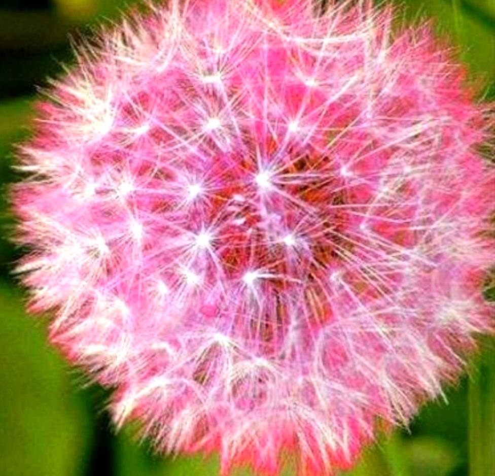 3月15日,今日小寿星 生日花