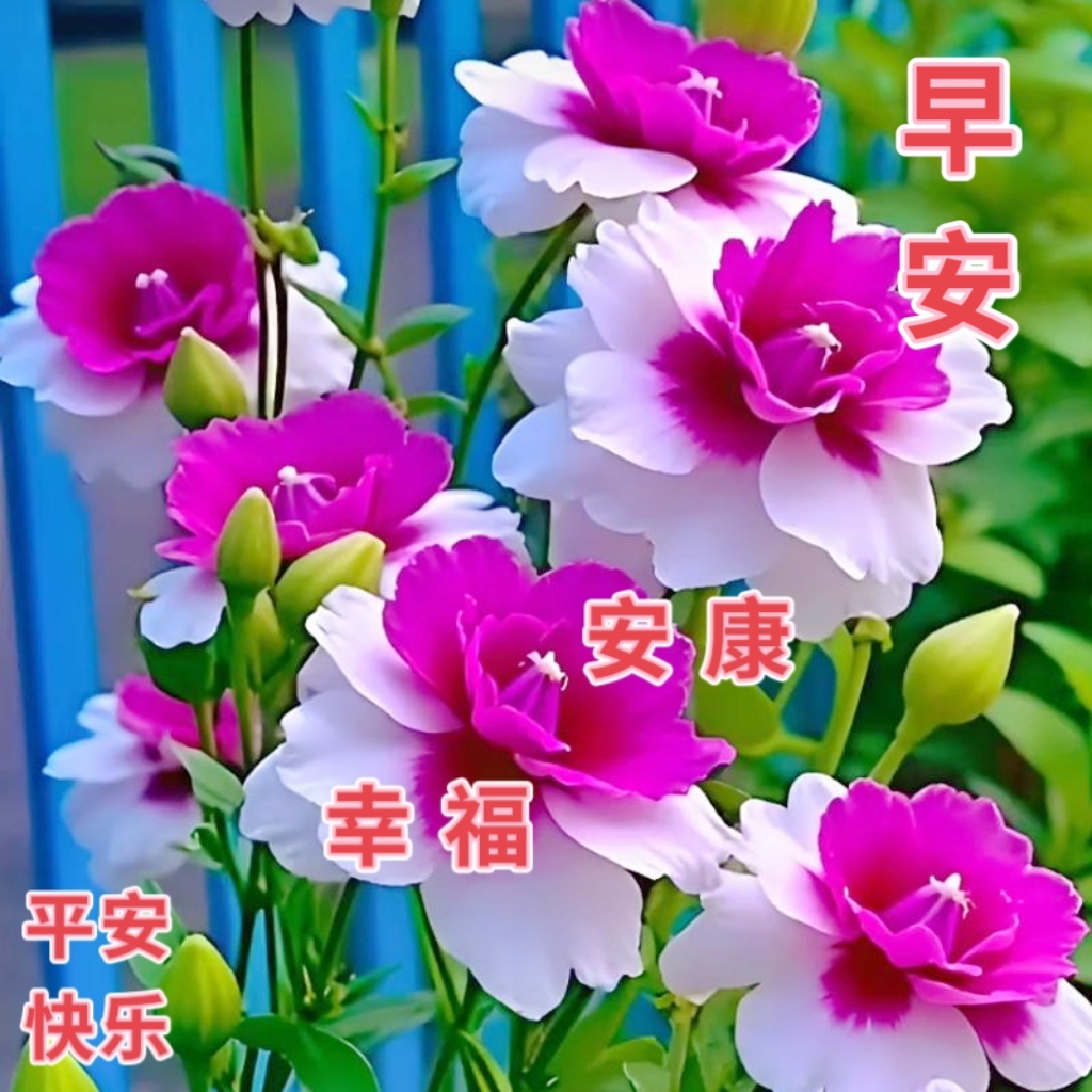 早上问候图片