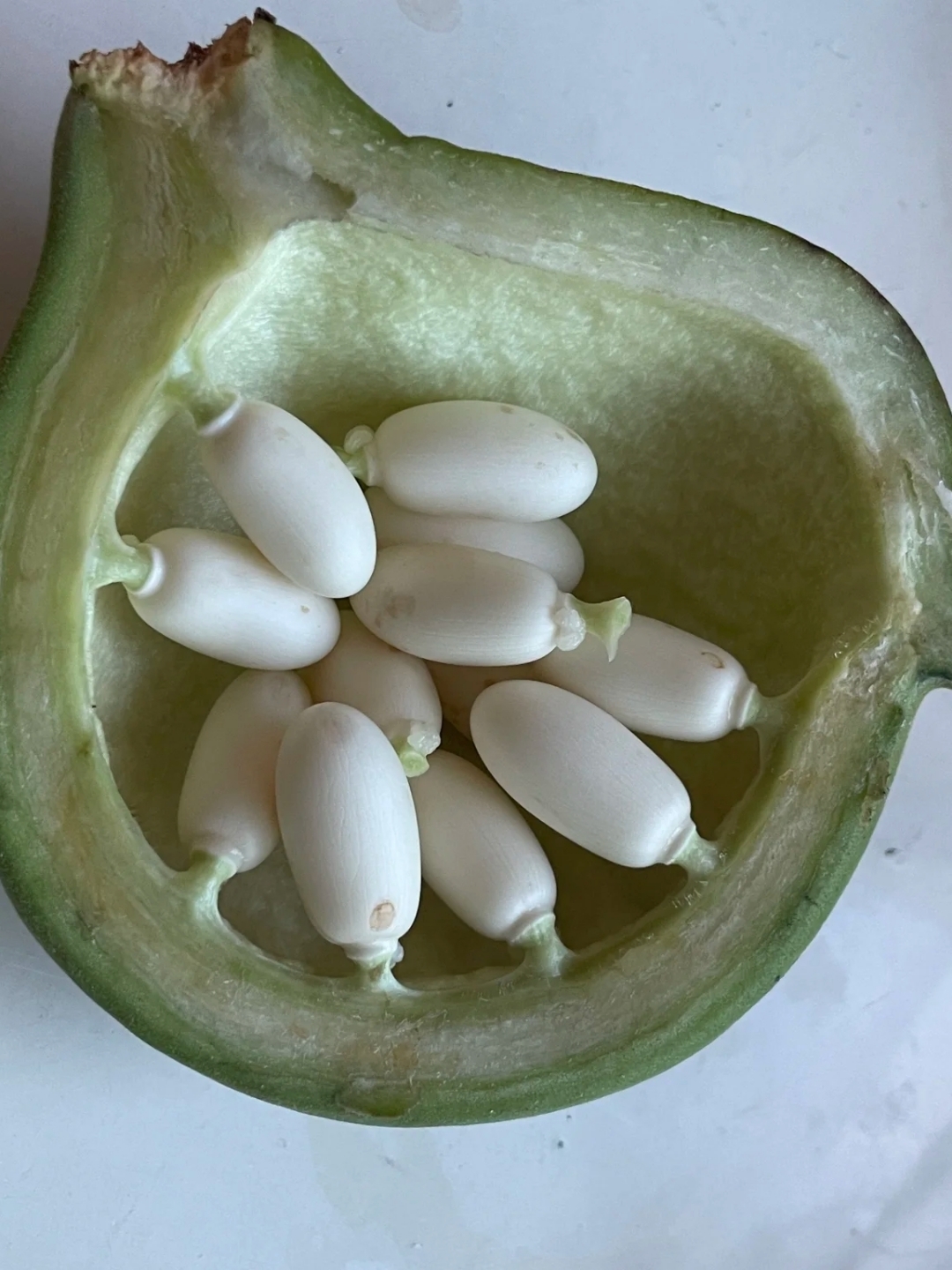 今天摘了一个没熟的苹婆果,太涩了,涩的我嘴里的舌头都打卷了,顿时