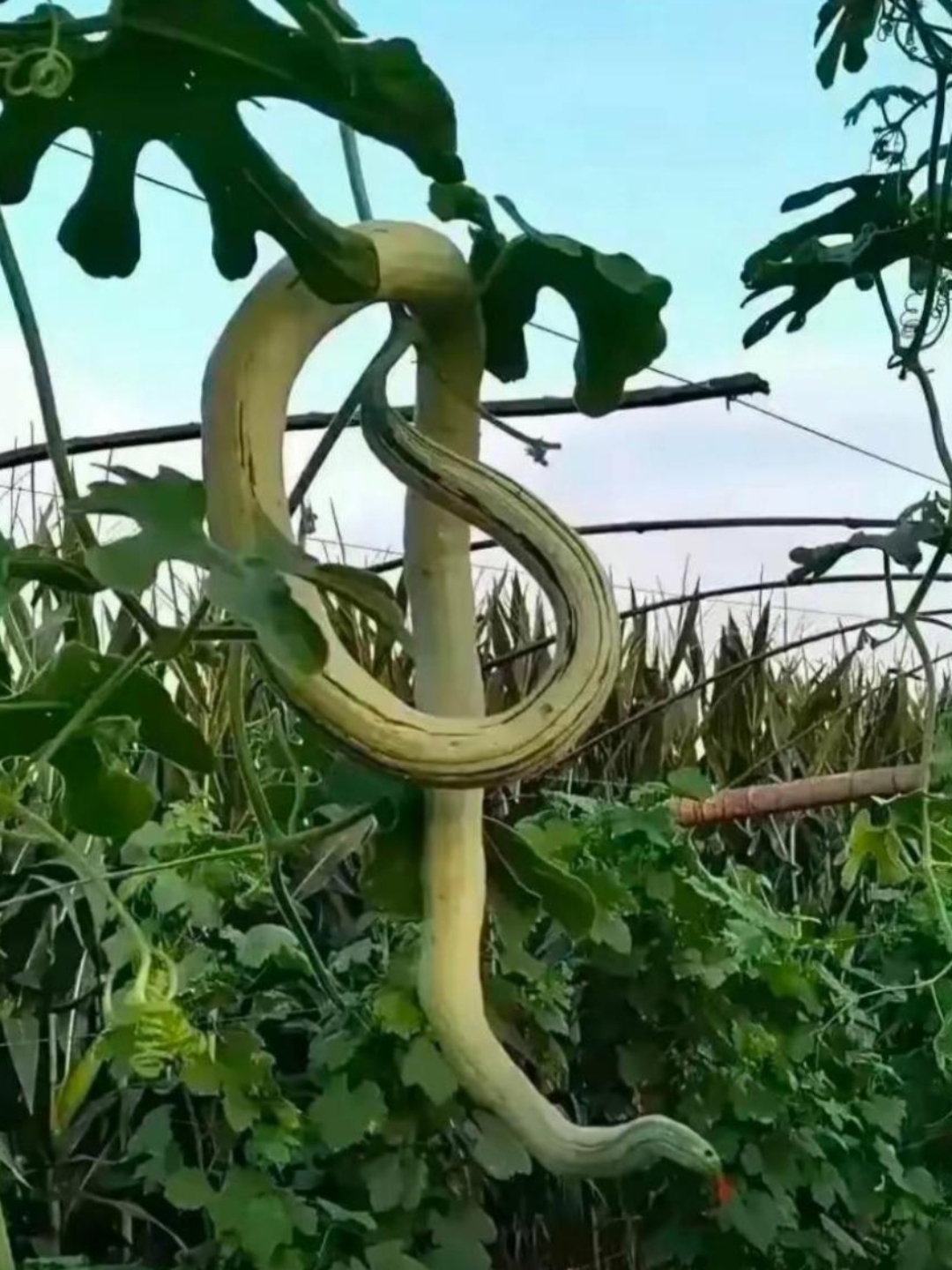 看,这颗瓜长长的像蛇一样因此我们管它叫蛇瓜,用来炒菜煲汤特别鲜美.