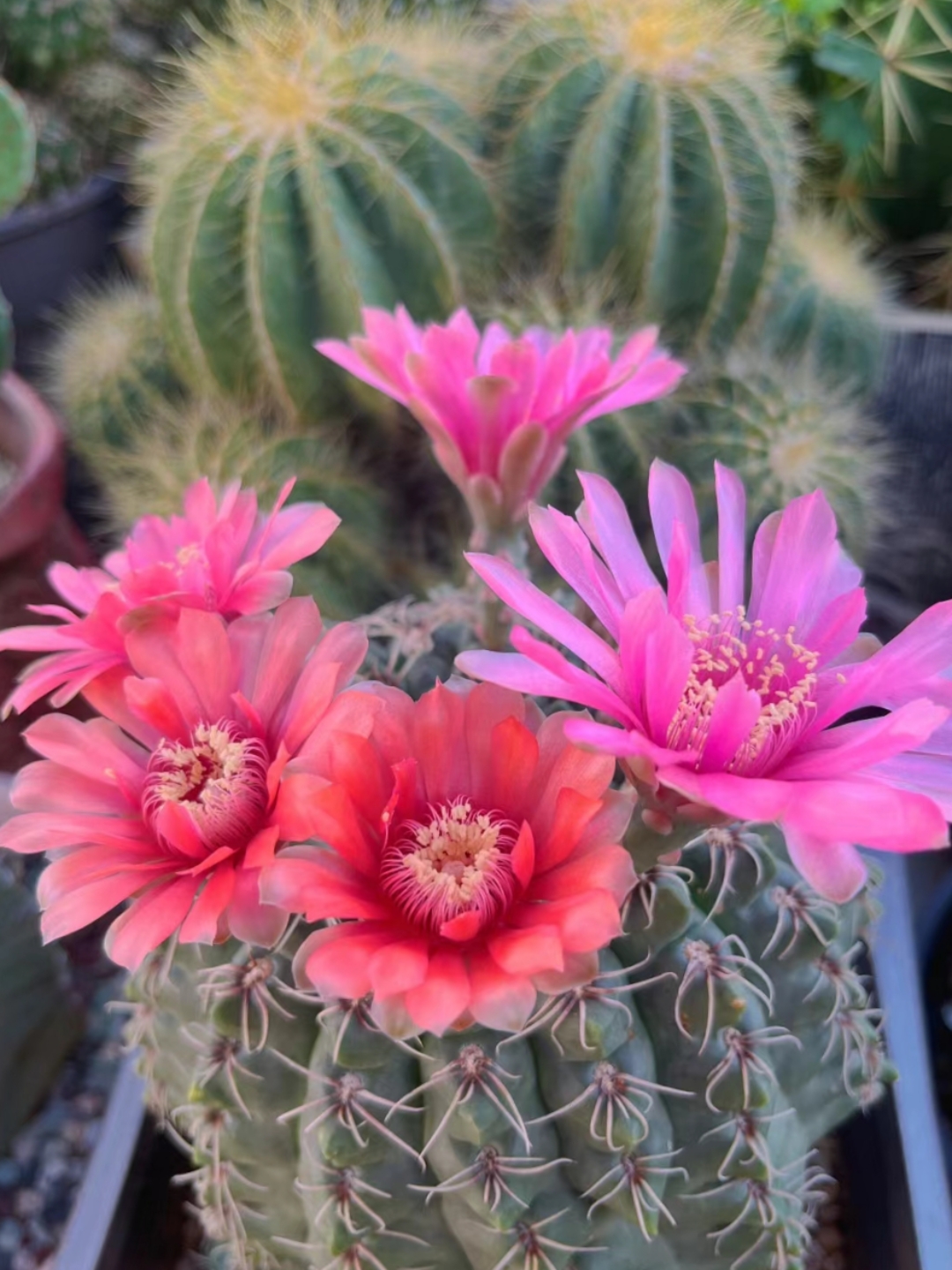 养的绯玉开花已经习以为常了,可是今年的绯玉却开出了两个颜色的花