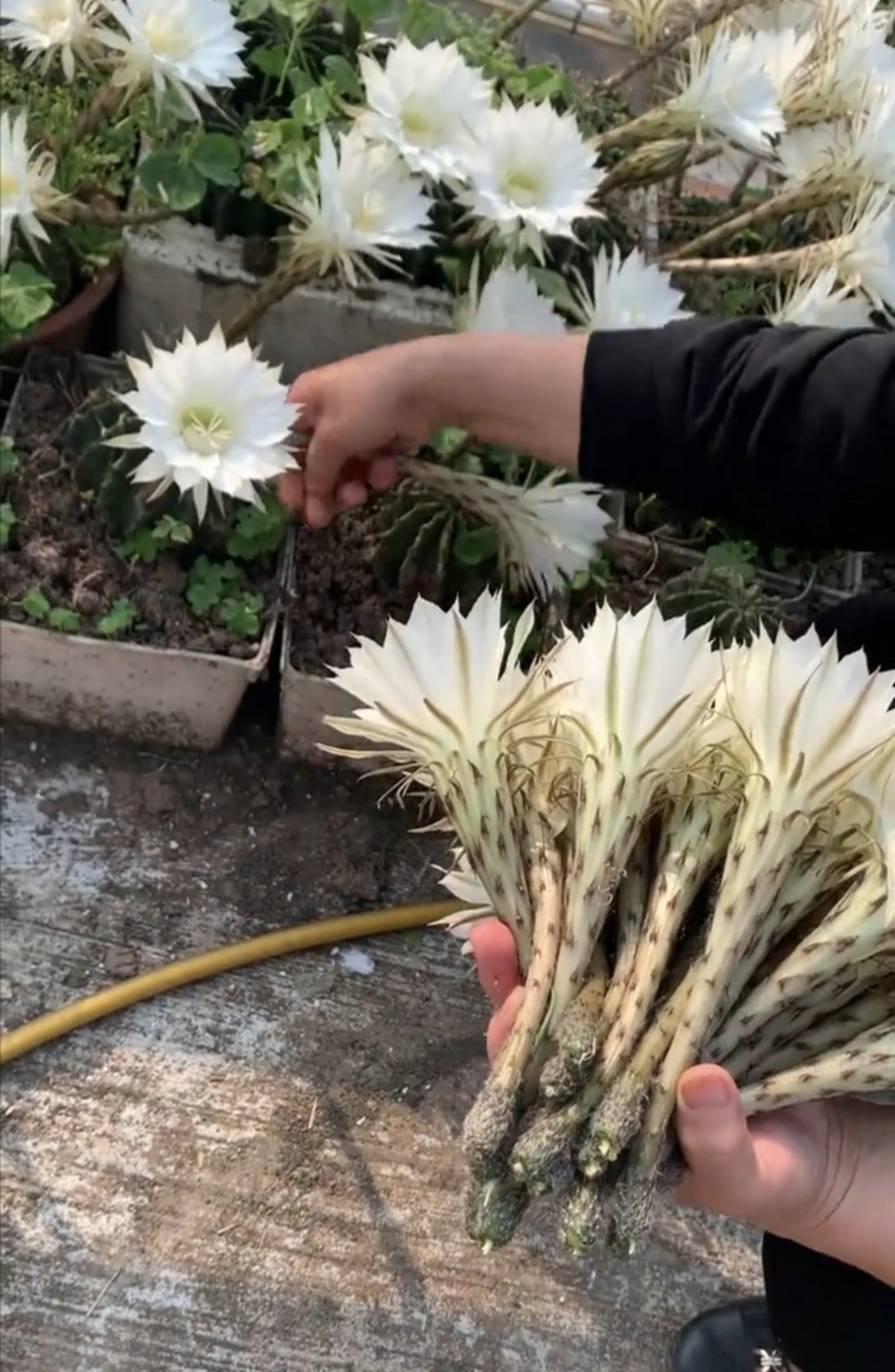 仙人球白芙蓉开花图片图片