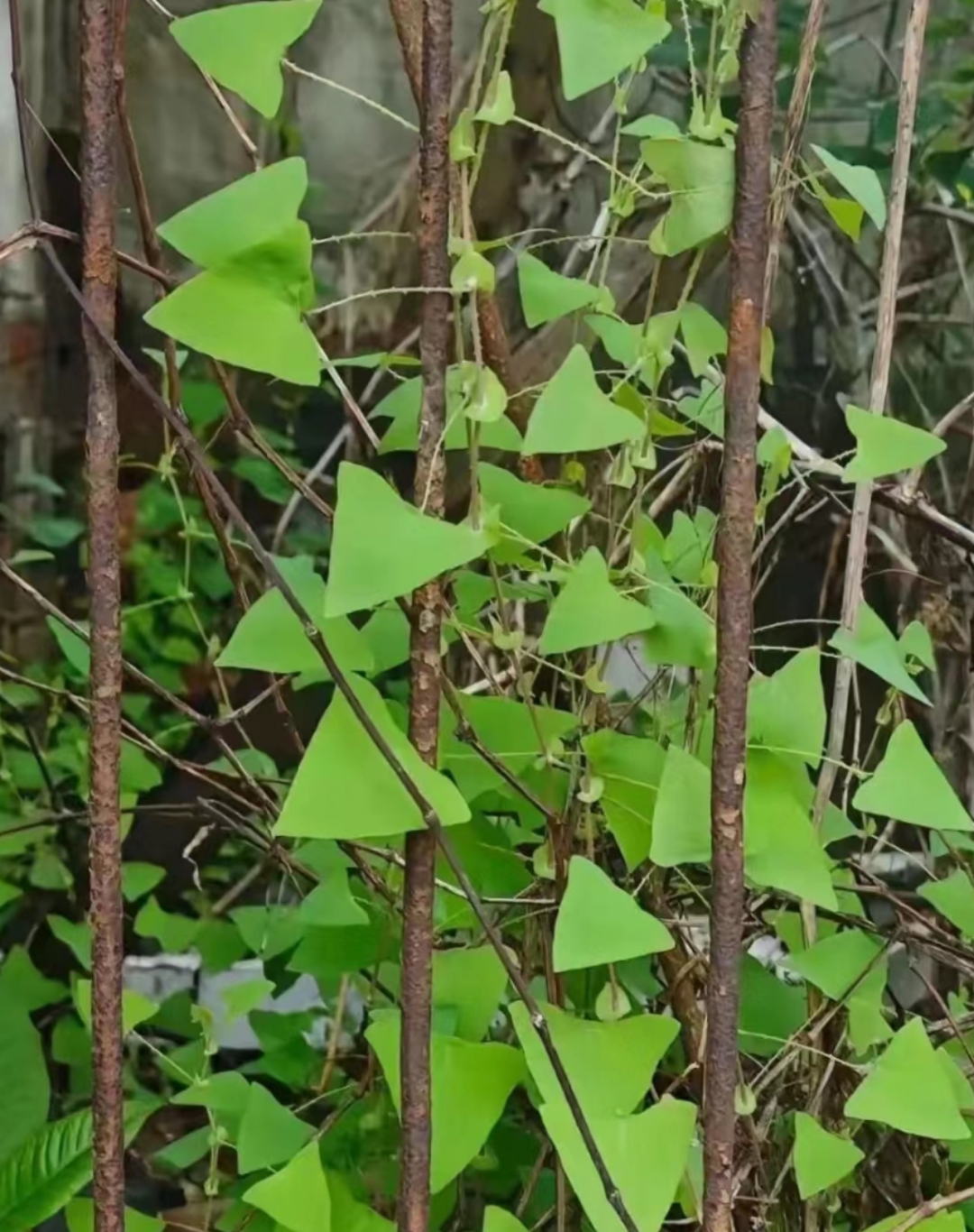 三角形叶子带刺的草药图片