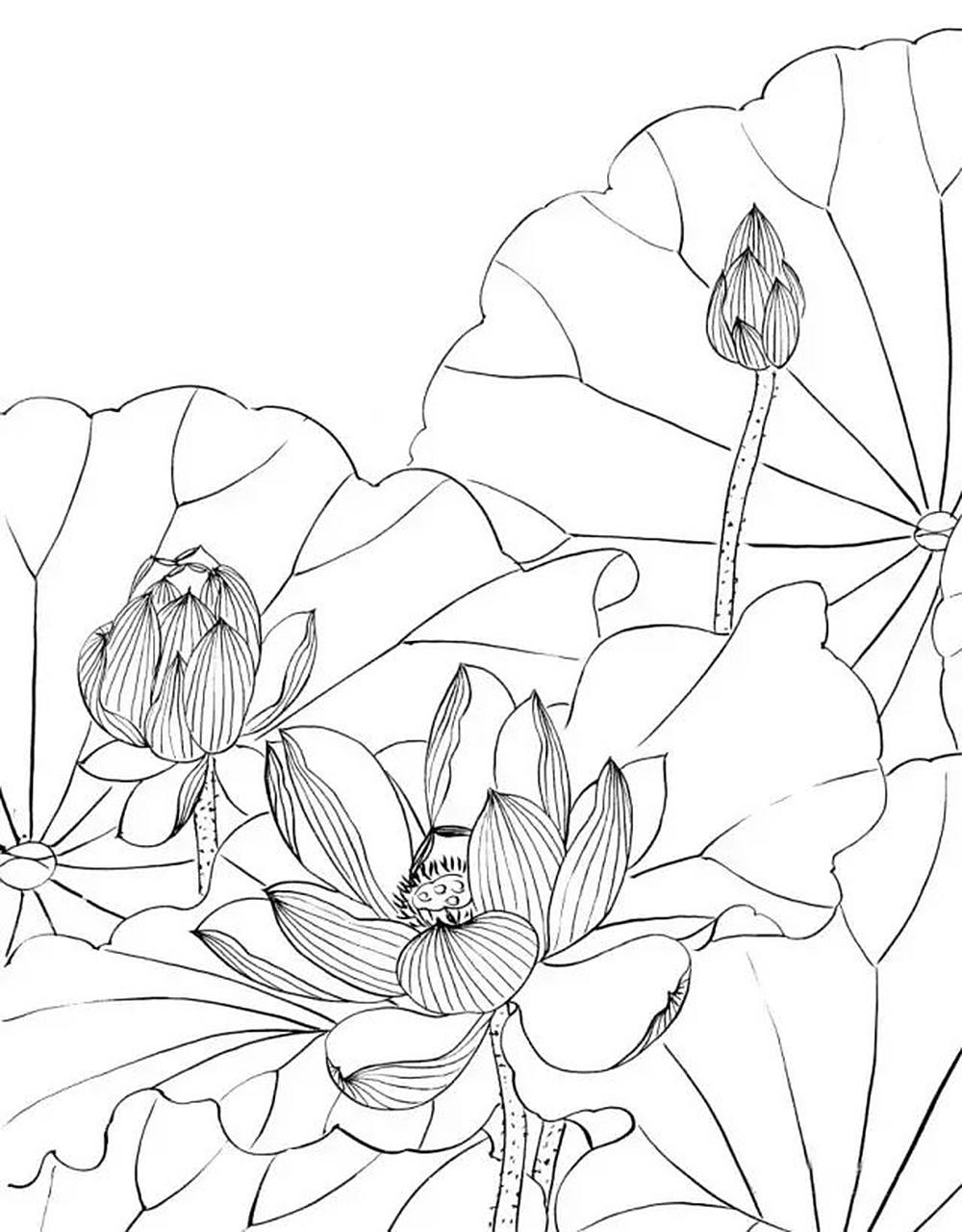 【素材 | 一组工笔白描荷花33图 值得收藏临摹】(4.