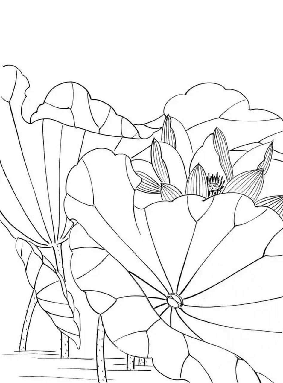 【素材 | 一组工笔白描荷花33图 值得收藏临摹】(4.