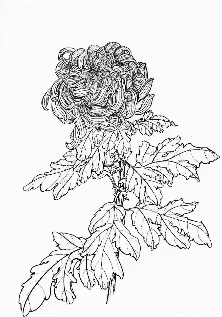 【白描菊花图】(2.