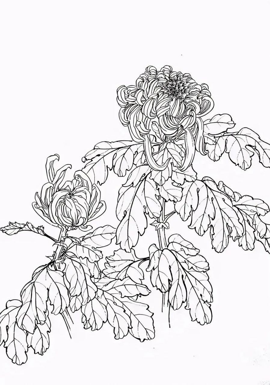 【白描菊花图】(2.