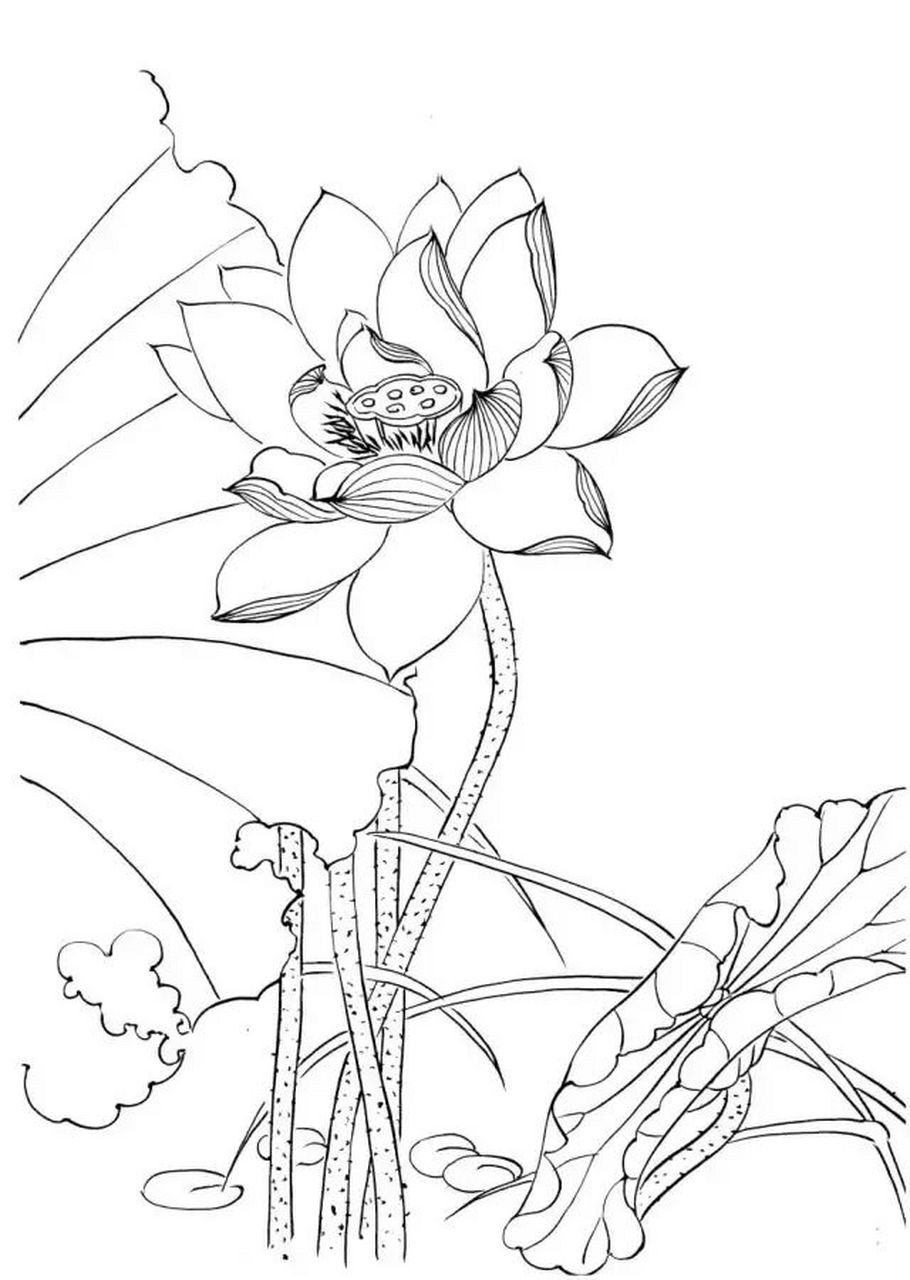 【素材 | 一组工笔白描荷花33图 值得收藏临摹】(4.
